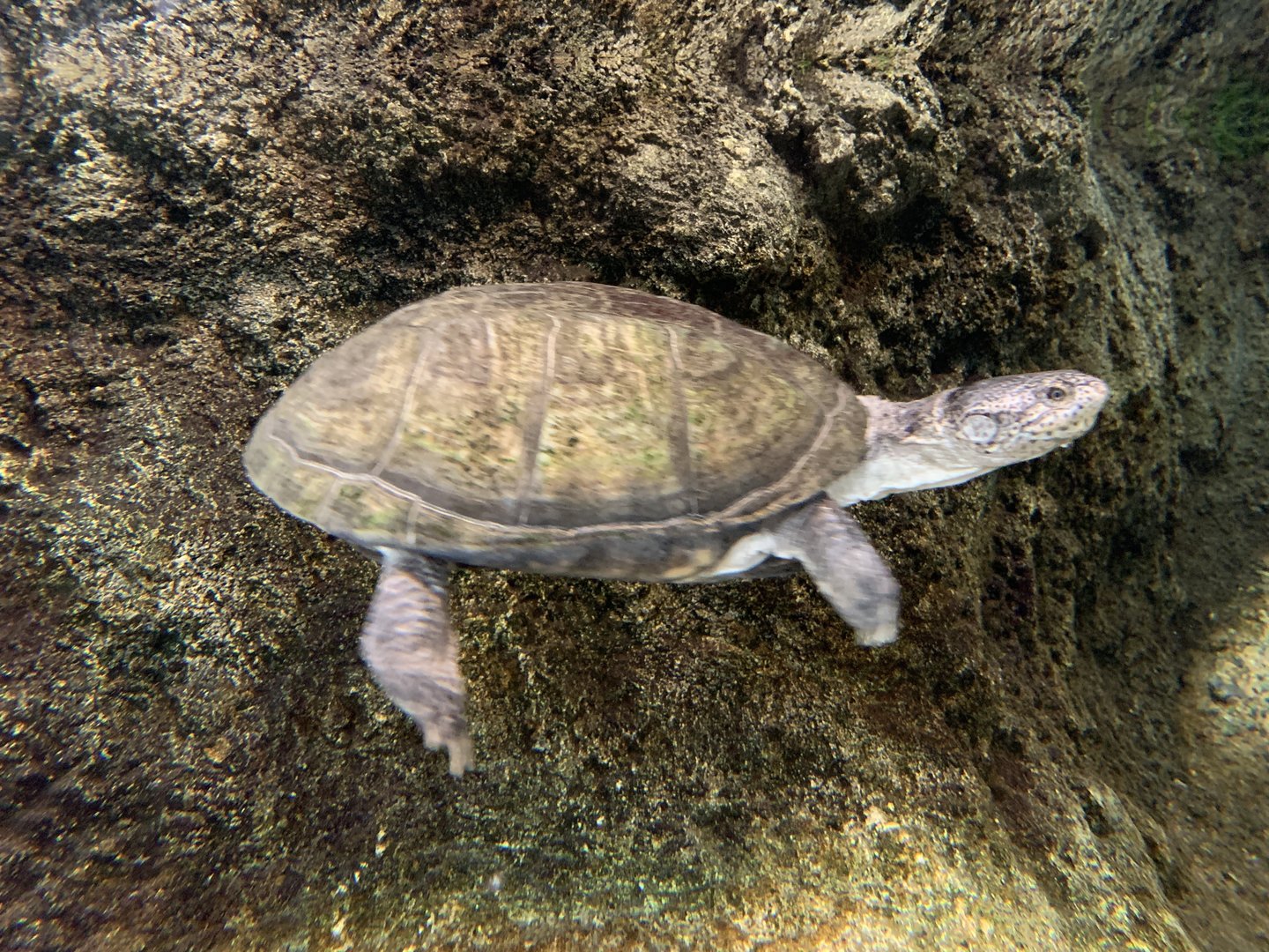 West African Mud Turtle