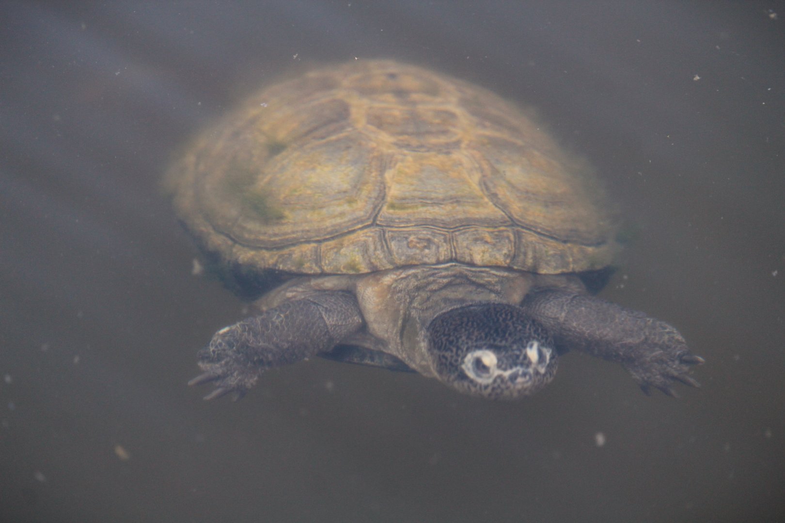 West African Mud Turtle