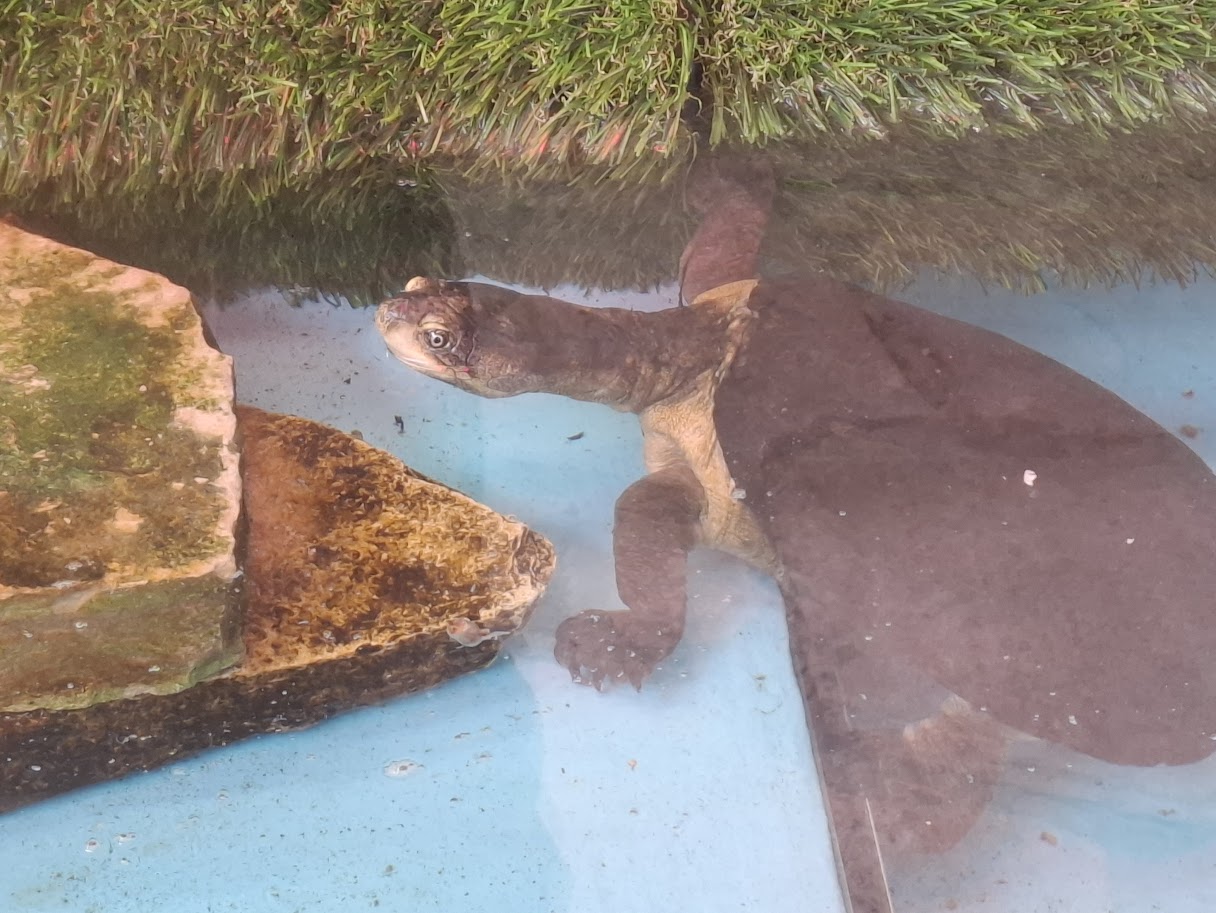 West African Mud Turtle