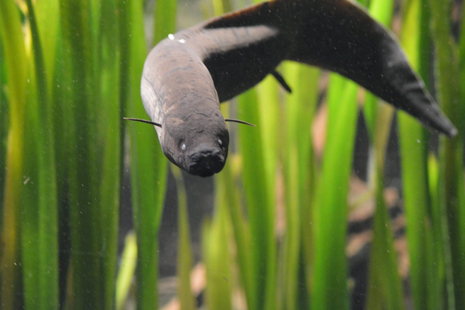 West African mudfish?