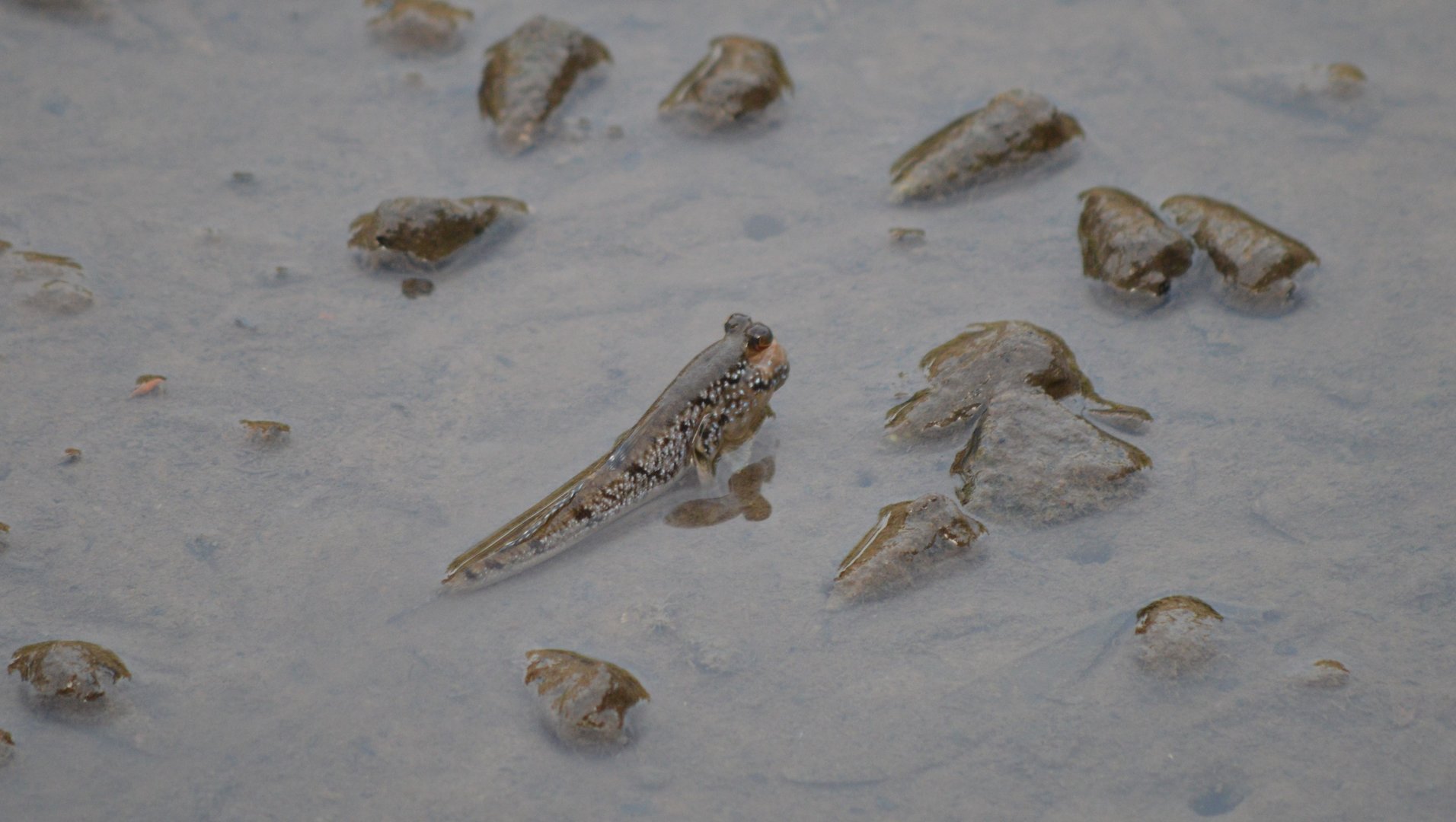 West African Mudskipper