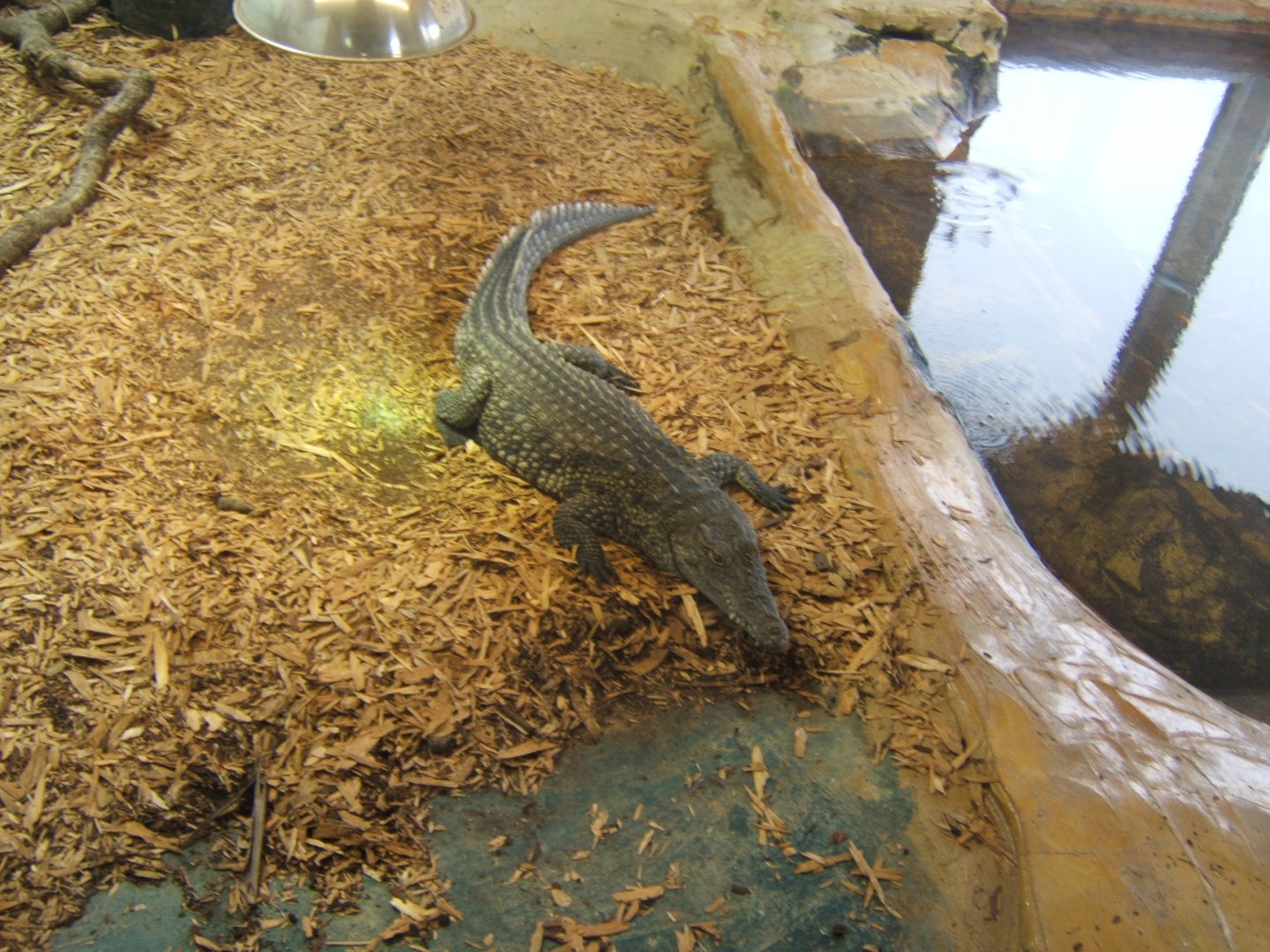 West African Nile Crocodile 03/02/2018