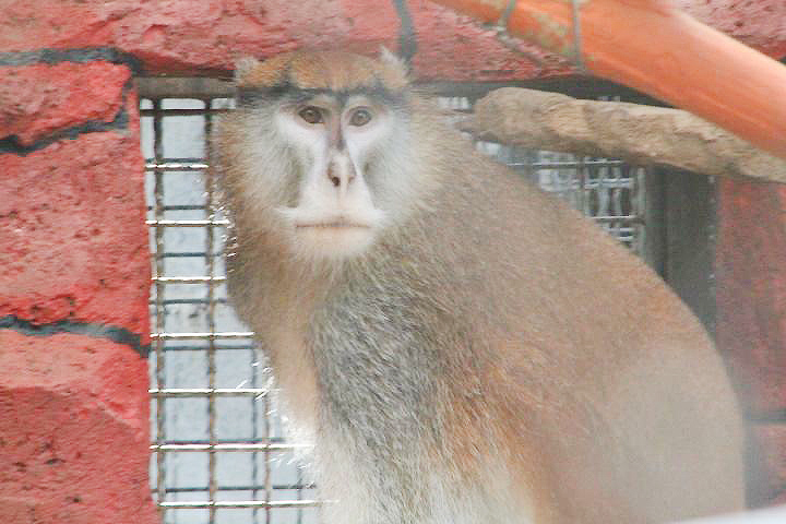 West African patas monkey  (Erythrocebus patas patas) - Batu Ekonomis Park