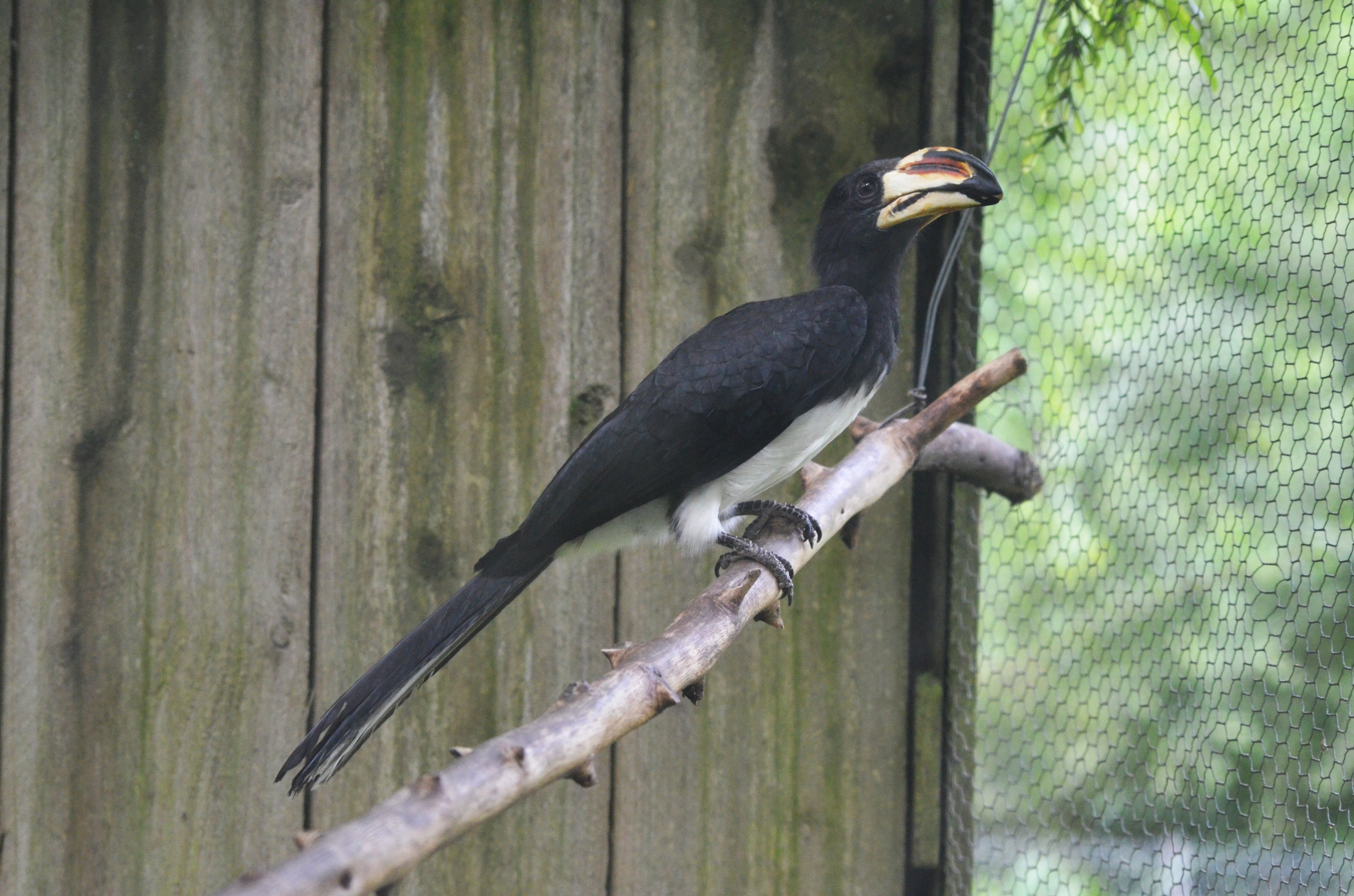 West African Pied Hornbill at Spaycific'Zoo, 13/06/18