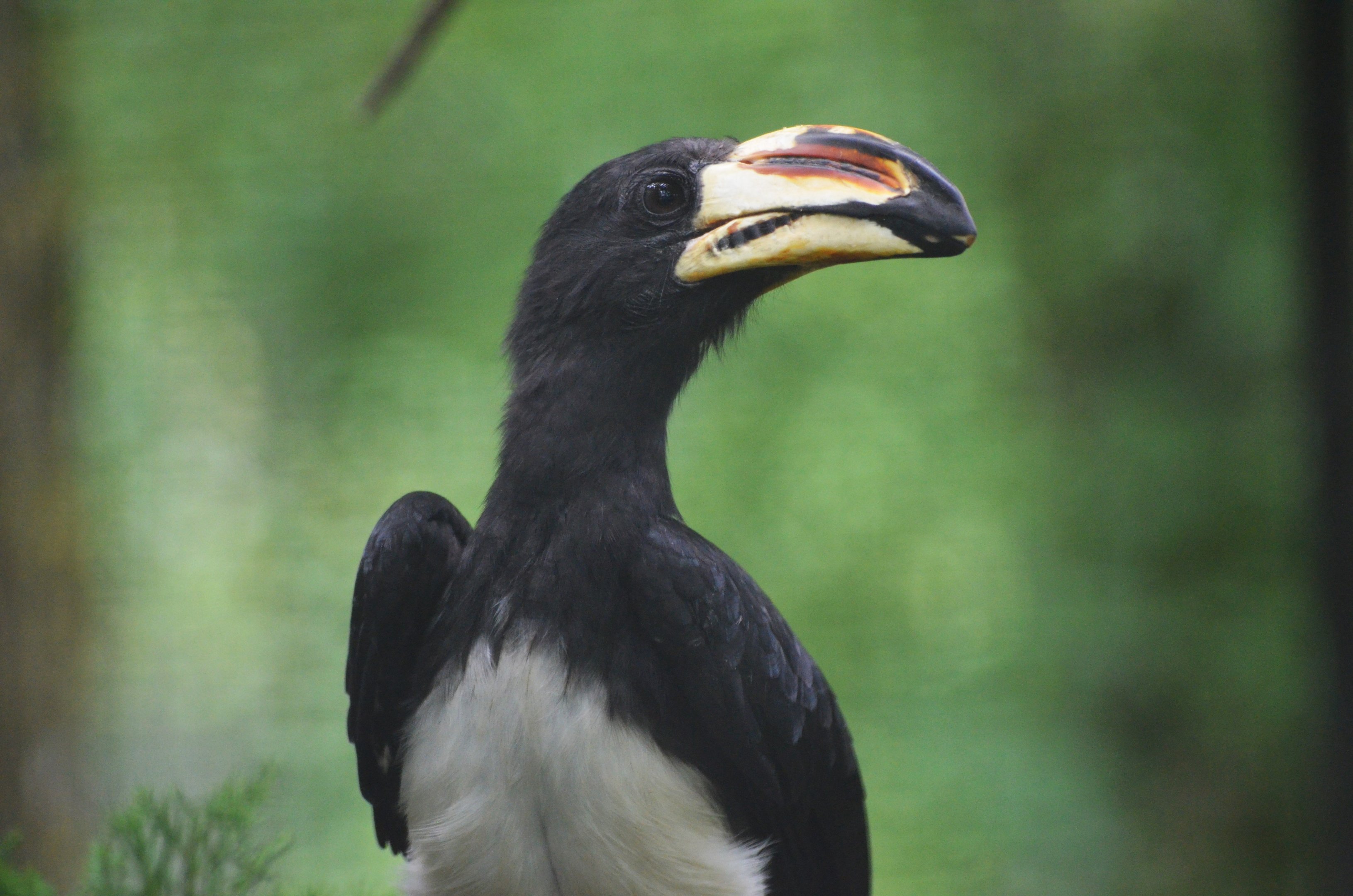 West African Pied Hornbill at Spaycific'Zoo, 13/06/18