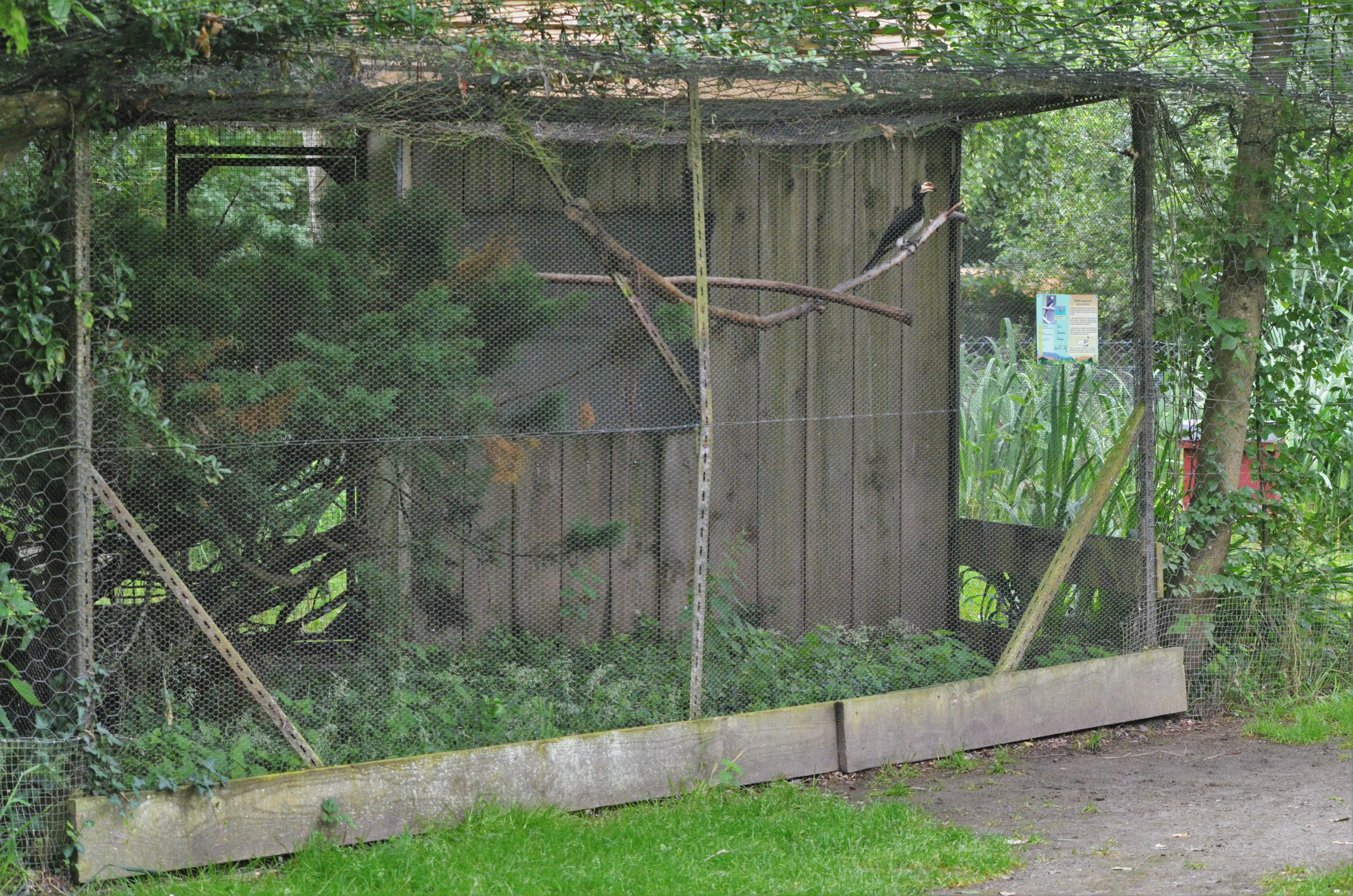 West African Pied Hornbill Aviary at Spaycific'Zoo, 13/06/18