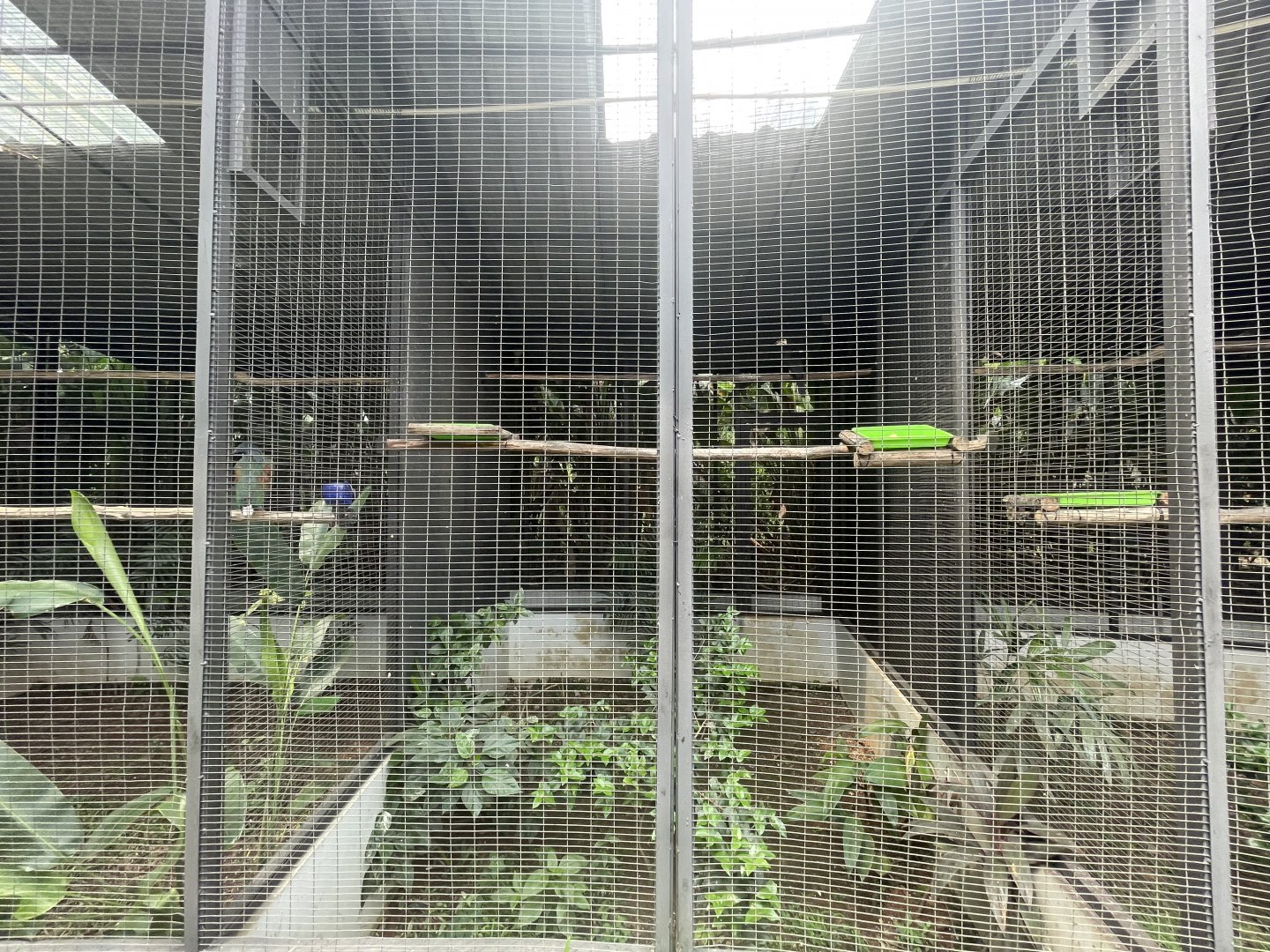 west african pied hornbill aviary - aviary park