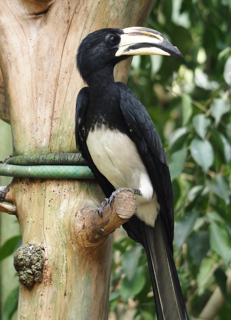 West African pied hornbill (Lophoceros semifasciatus), 2024-05-23