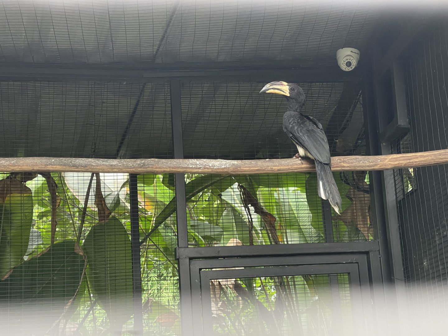 west african pied hornbill (lophoceros semifasciatus) - aviary park