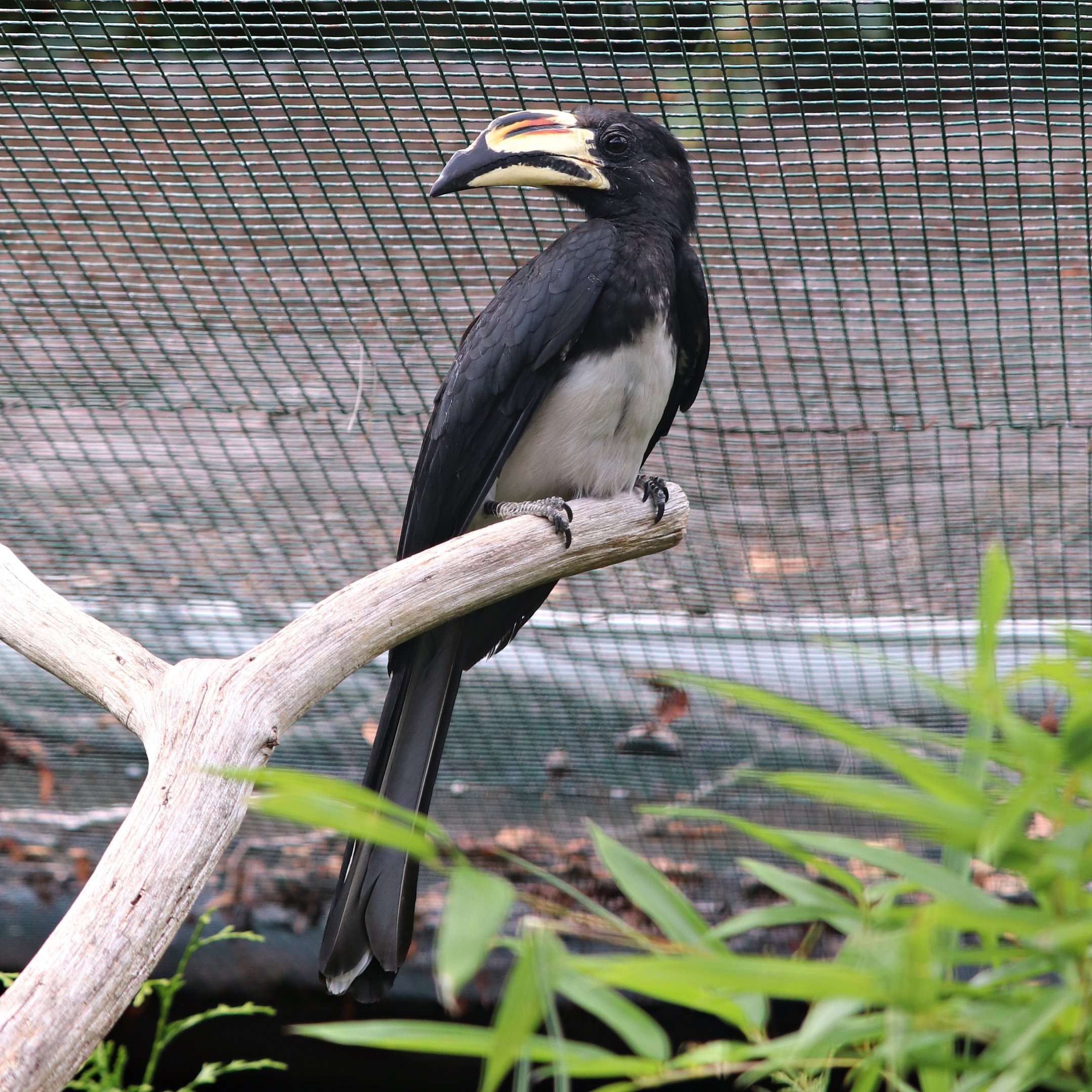 West African pied hornbill (Lophoceros semifasciatus)