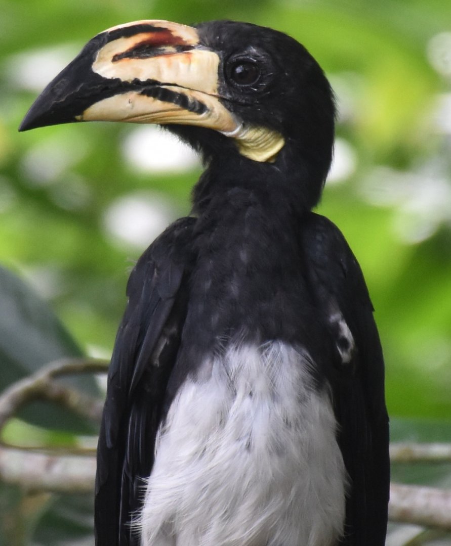West African Pied Hornbill (Lophoceros semifasciatus)