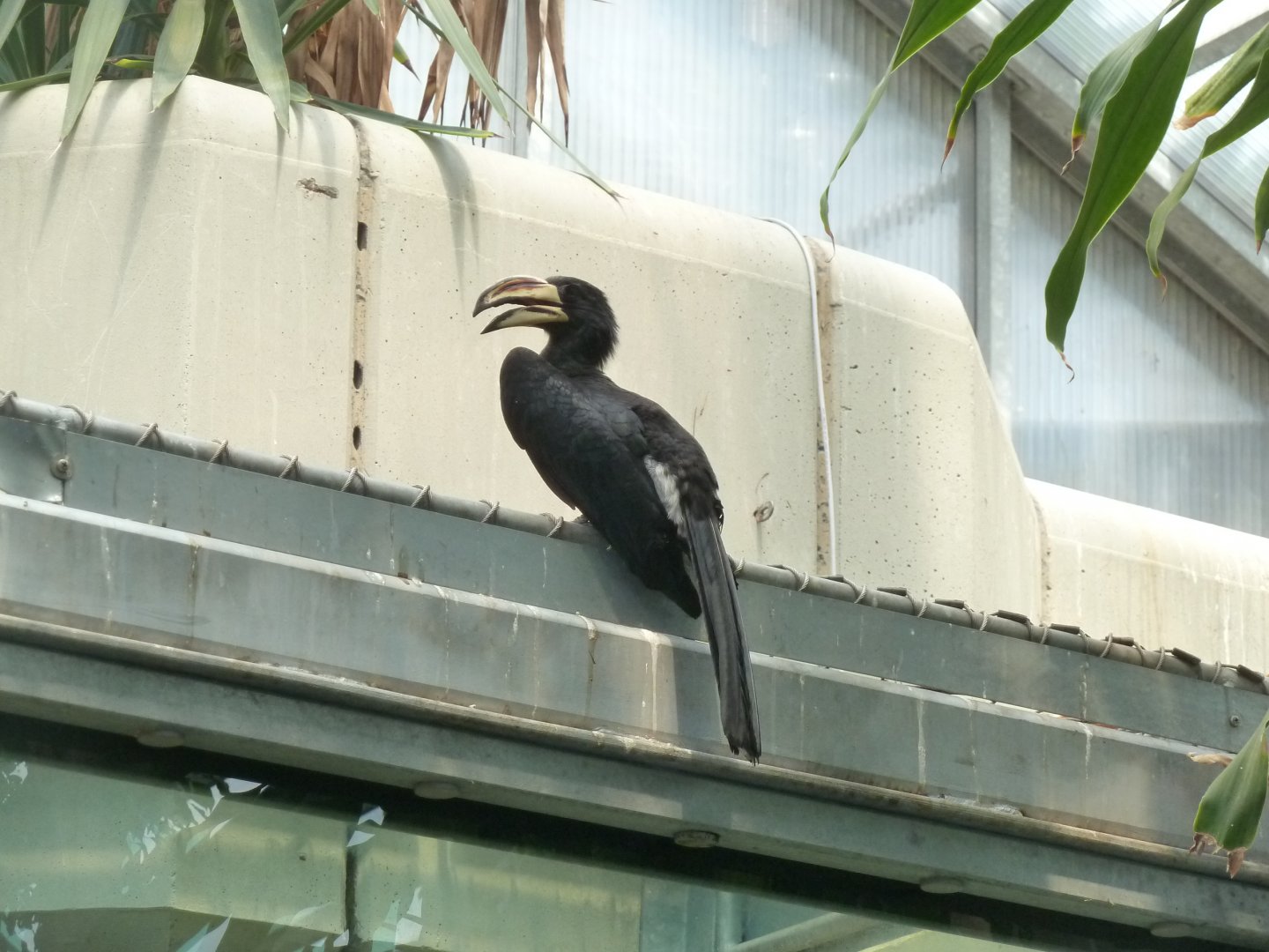 West African pied hornbill