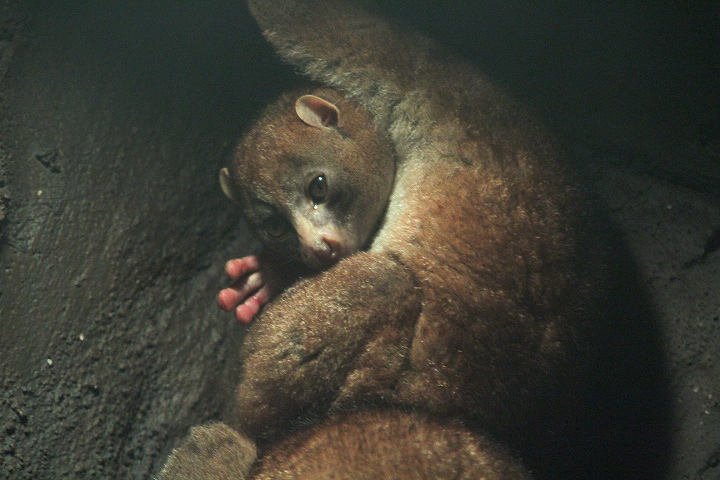 West African potto (Perodicticus potto potto) - Suraloka Interactive Zoo