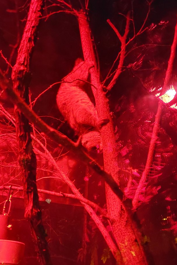 West African Potto (Perodicticus potto)