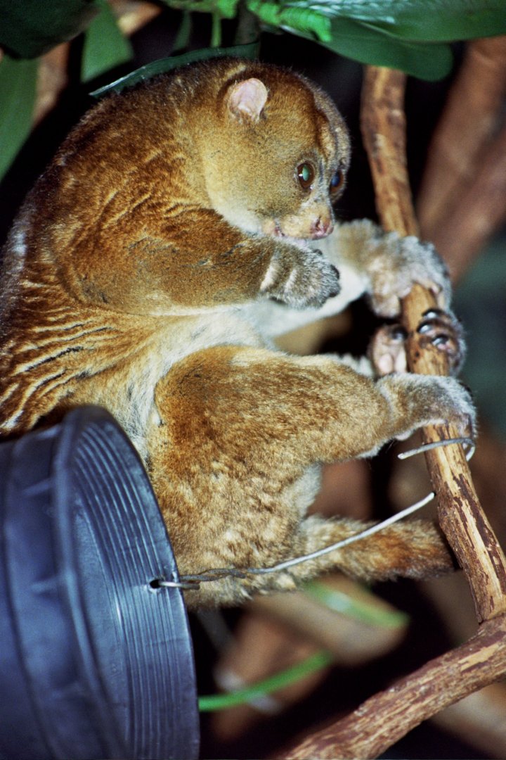 West African potto (Perodicticus potto)
