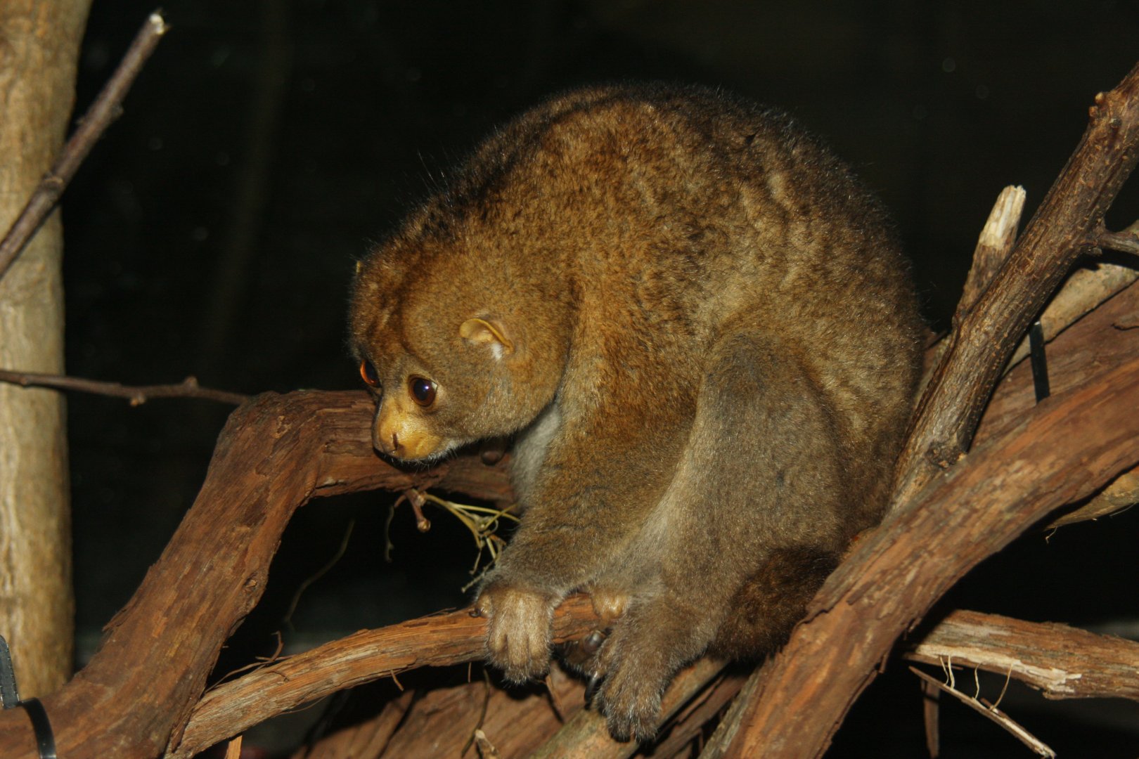 West African potto (Perodicticus potto)