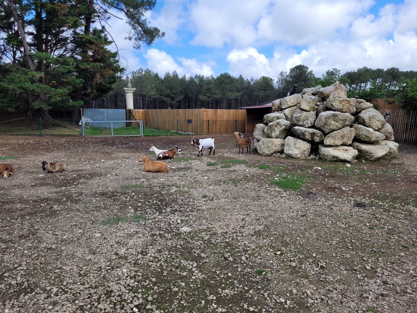 West African pygmy goat and Alpaca exhibit -Zoo du bassin d'Arcachon (2024)