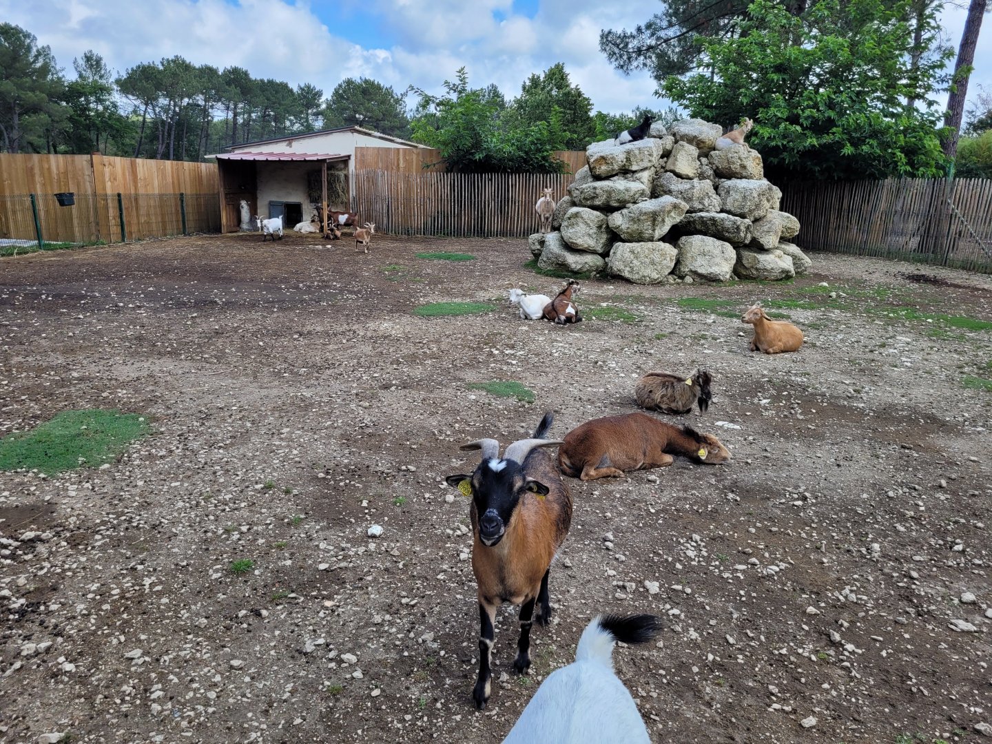 West African pygmy goat and Alpaca exhibit -Zoo du bassin d'Arcachon (2024)