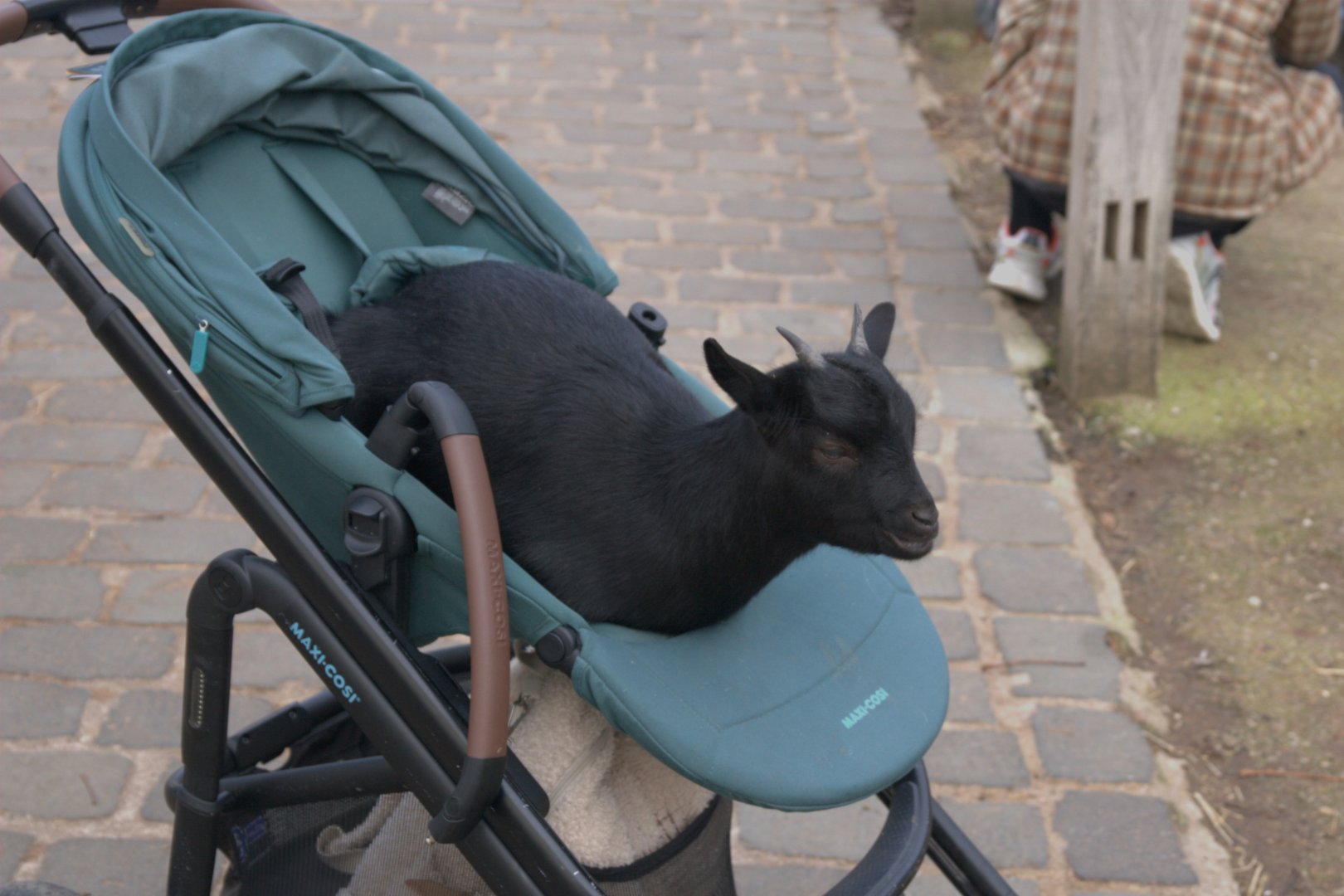 West African Pygmy Goat (Capra aegagrus f. hircus), 12-11-25
