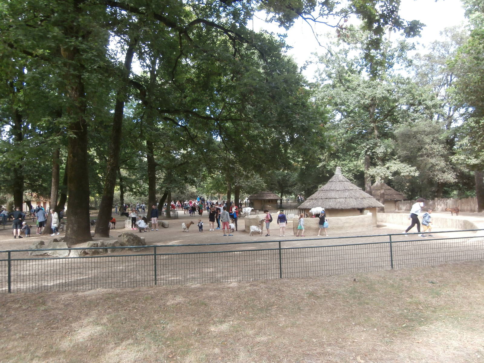 West African pygmy goat enclosure