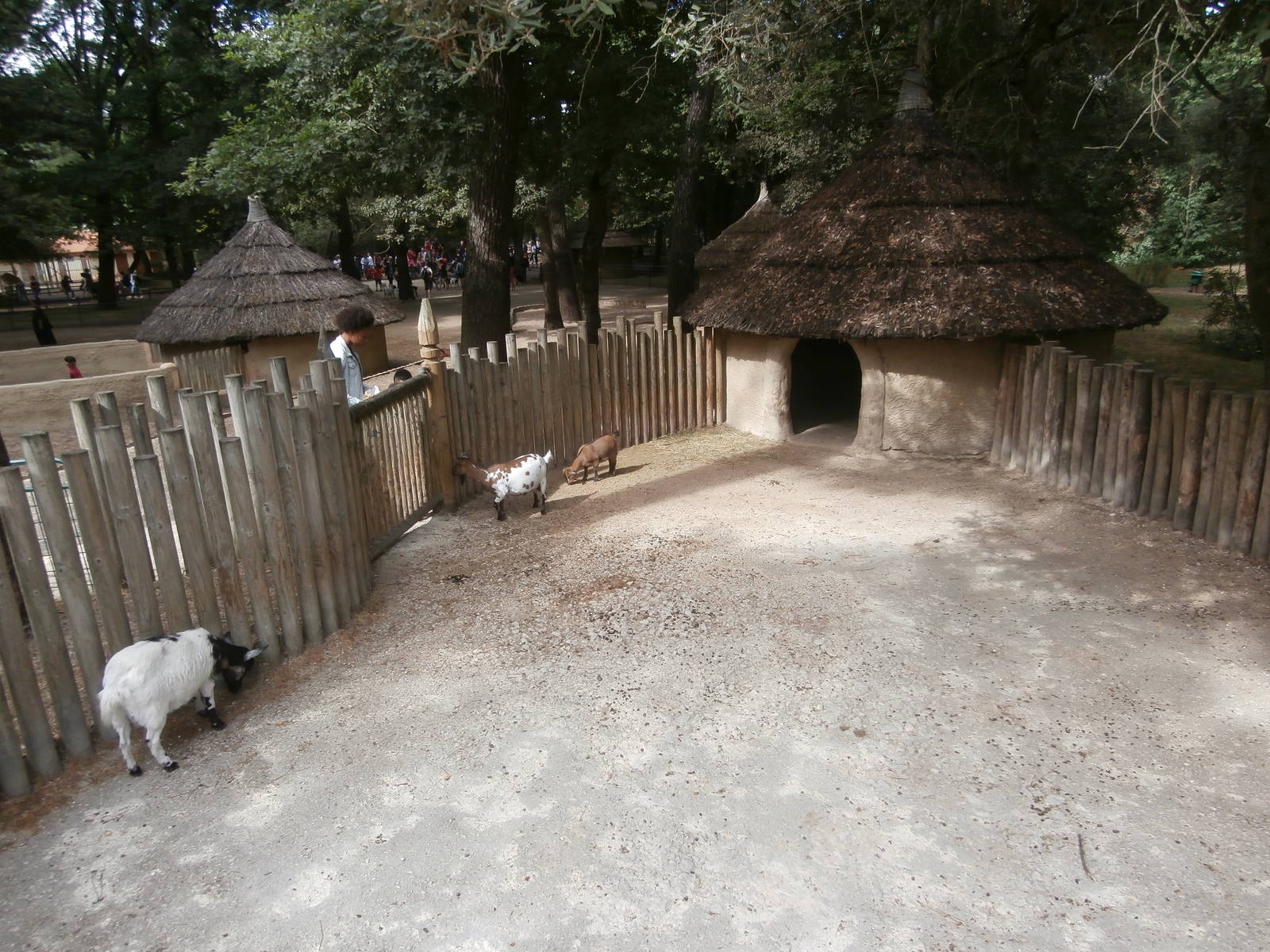 West African pygmy goat enclosure