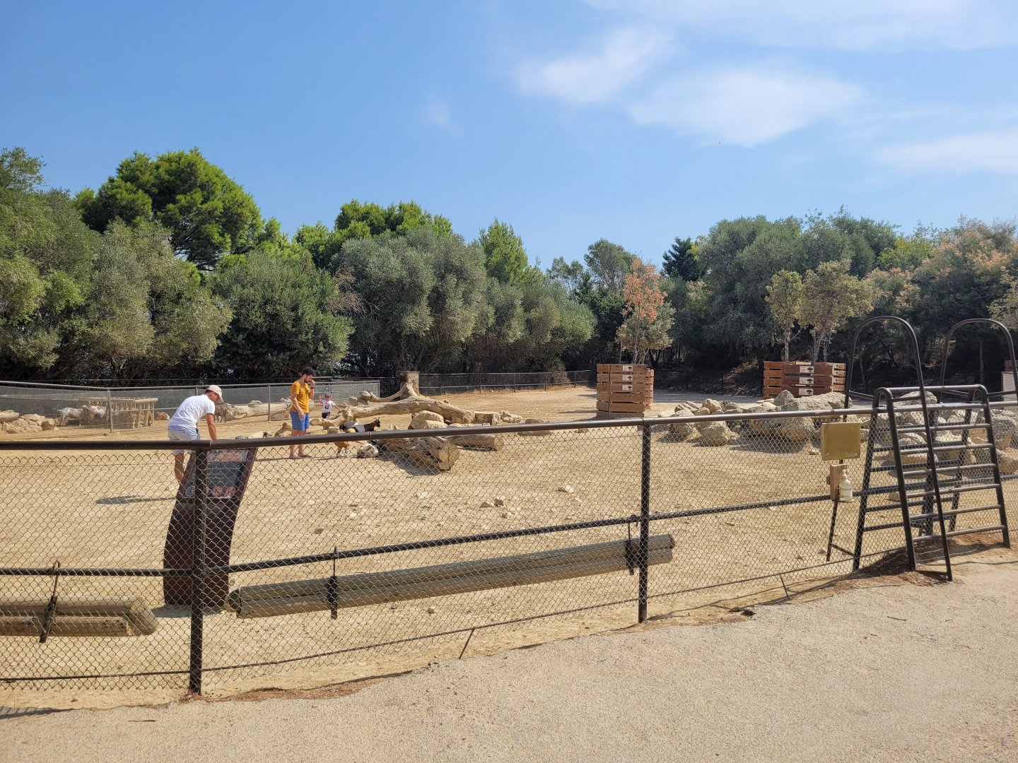 West African pygmy goat exhibit -Réserve Africaine de Sigean (2022)