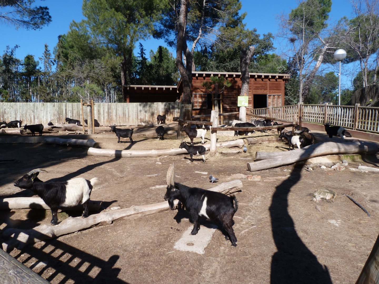 West African pygmy goat exhibit -Zoo Aquarium de Madrid (2025)