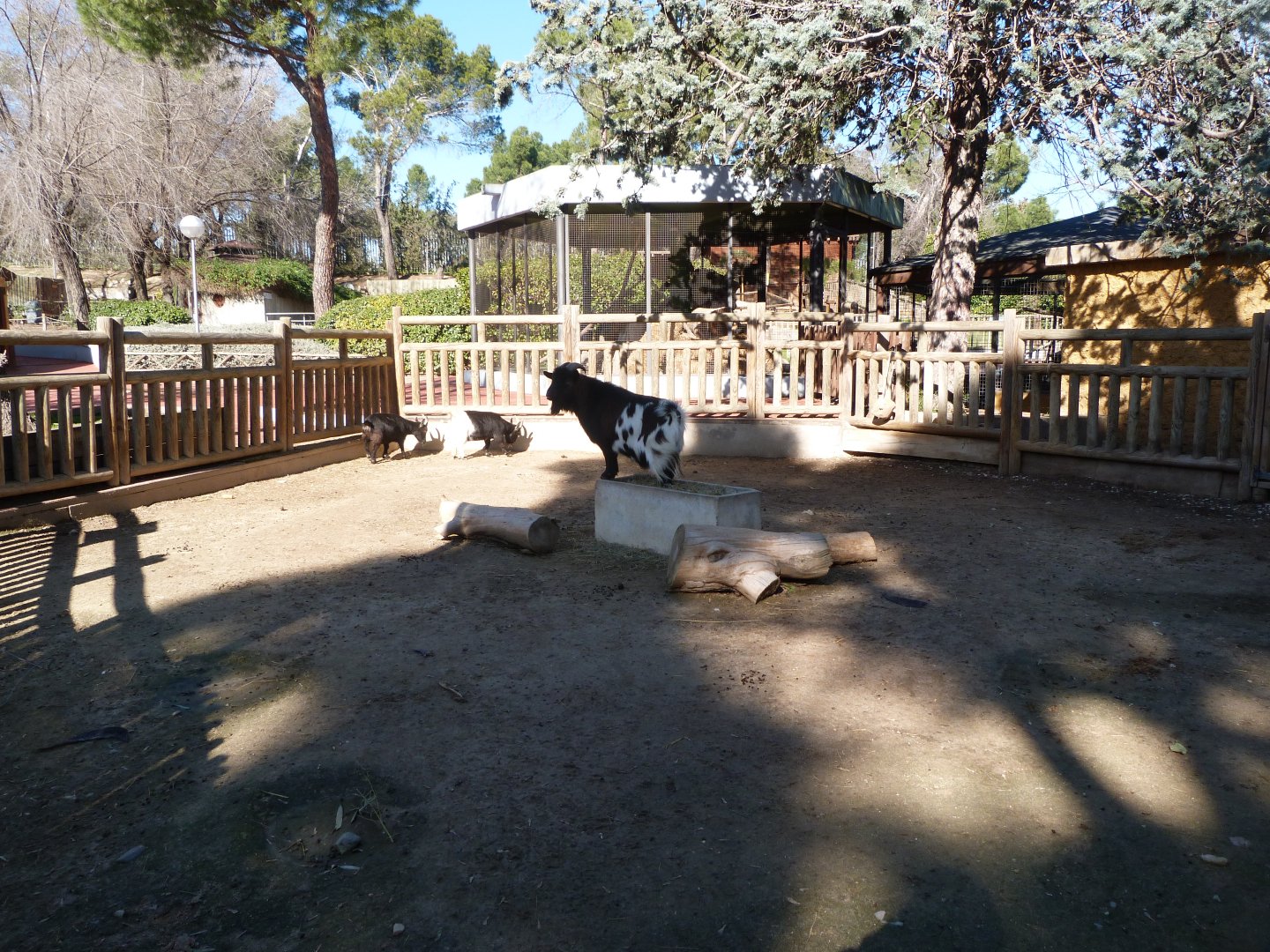 West African pygmy goat exhibit -Zoo Aquarium de Madrid (2025)