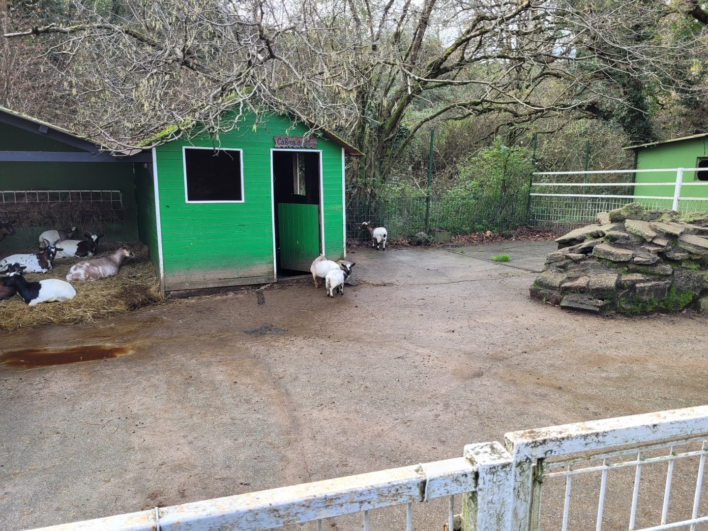West African pygmy goat exhibit -Zoo de Santillana del Mar (2023)