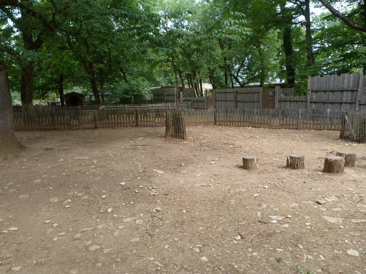 West African pygmy goat exhibit -Zoodyssée (2025)