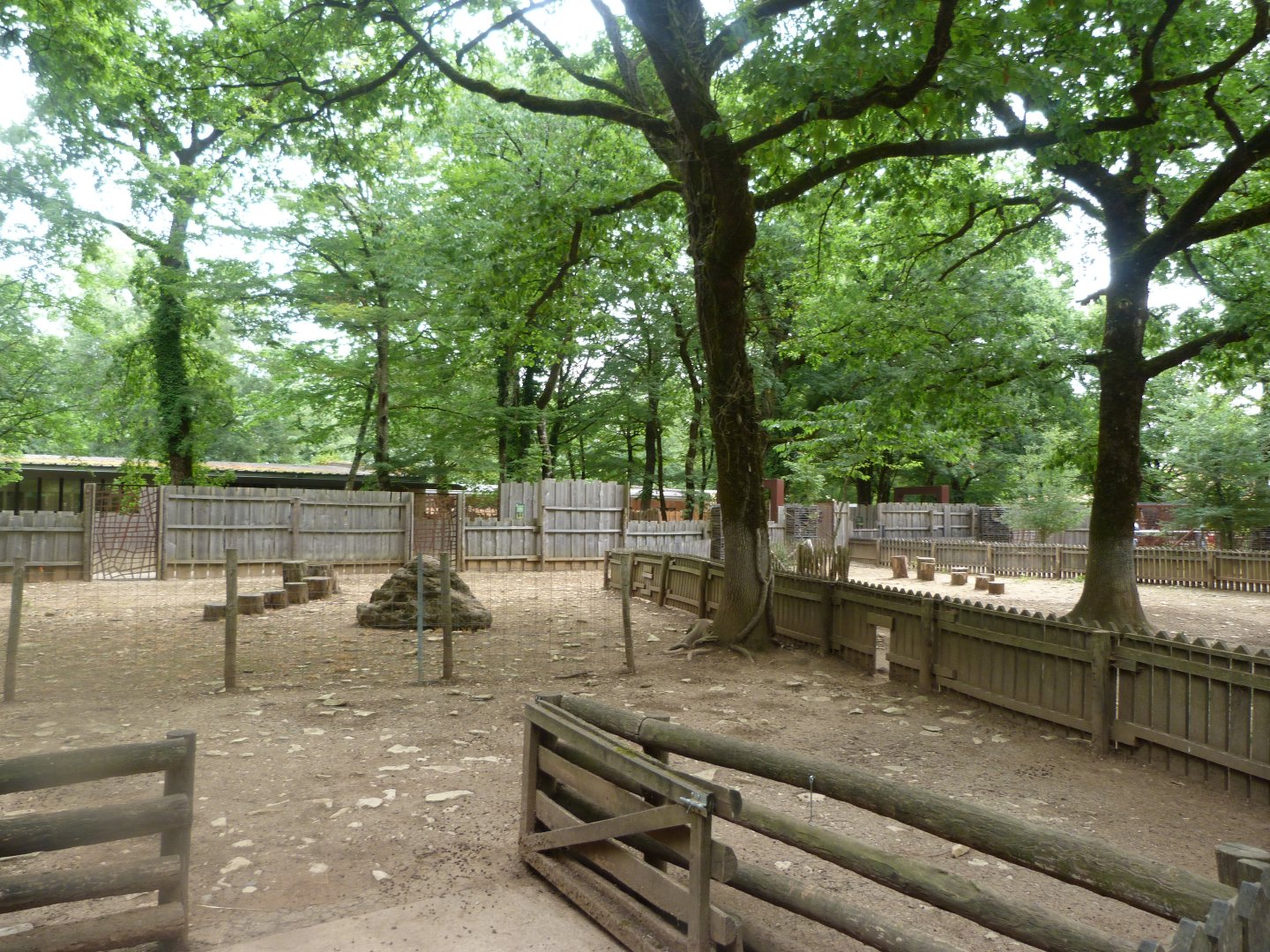 West African pygmy goat exhibit -Zoodyssée (2025)