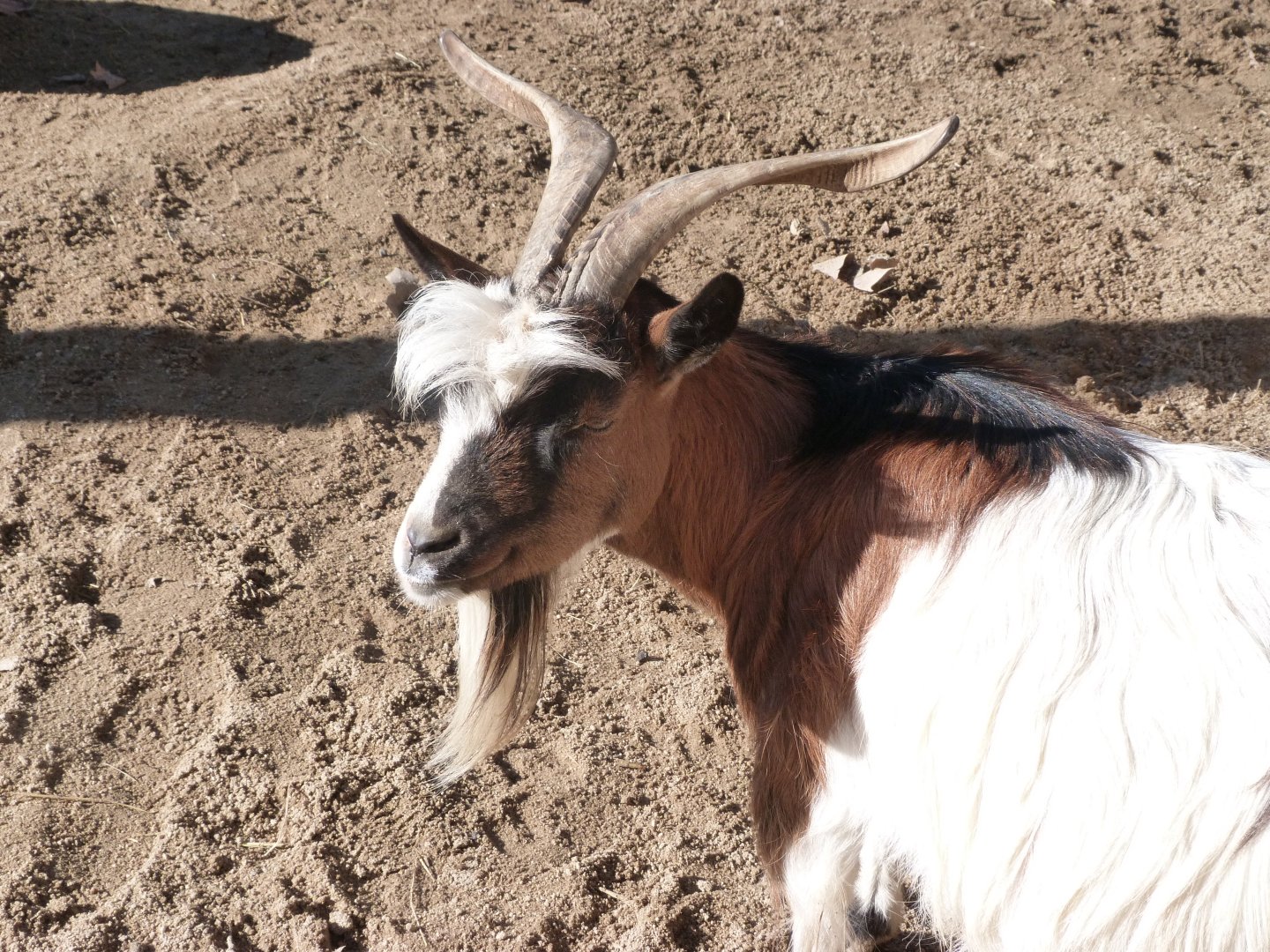 West African pygmy goat -Faunia (2025)