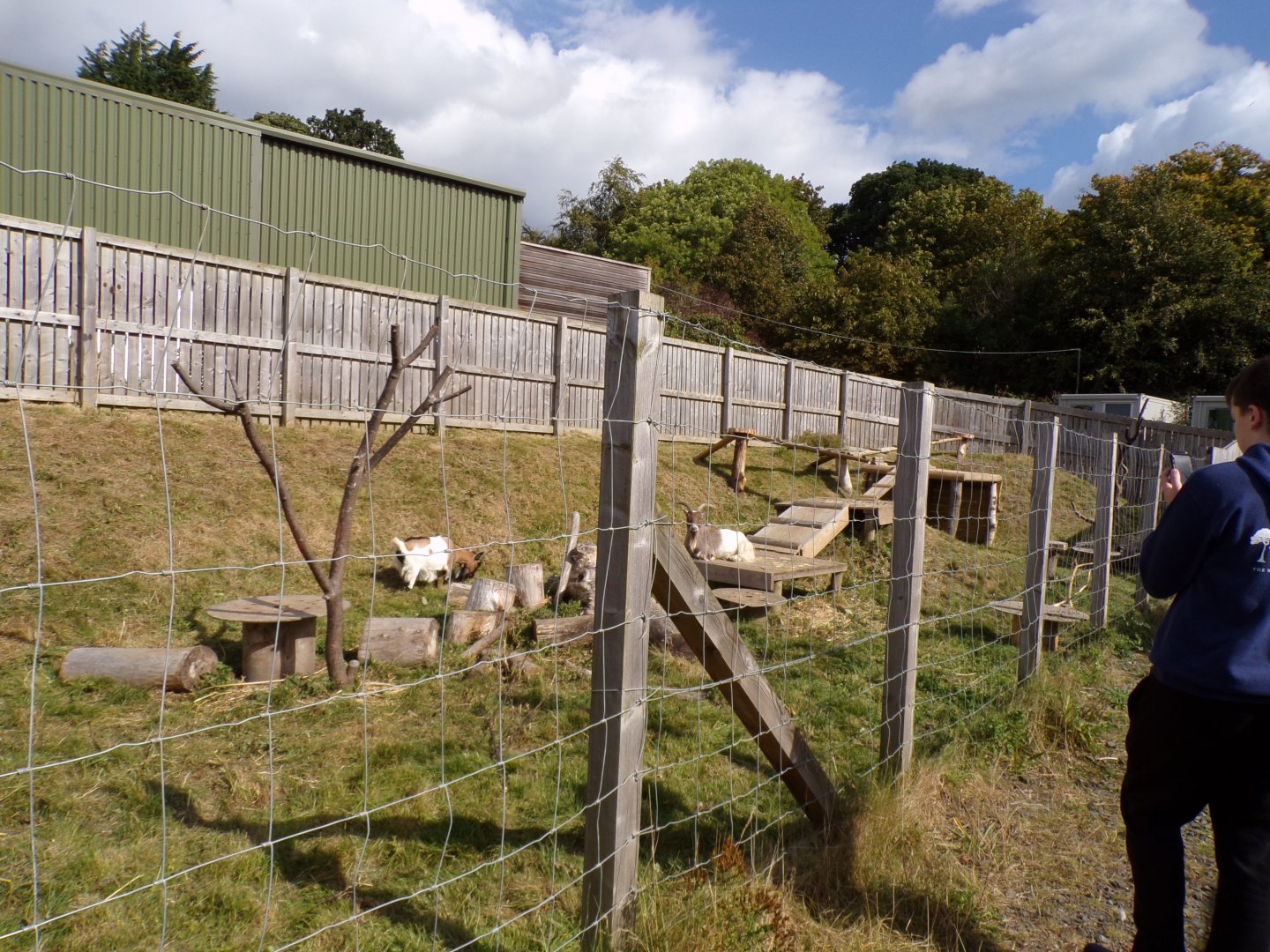 West African pygmy goat off-show enclosure 9.9.23