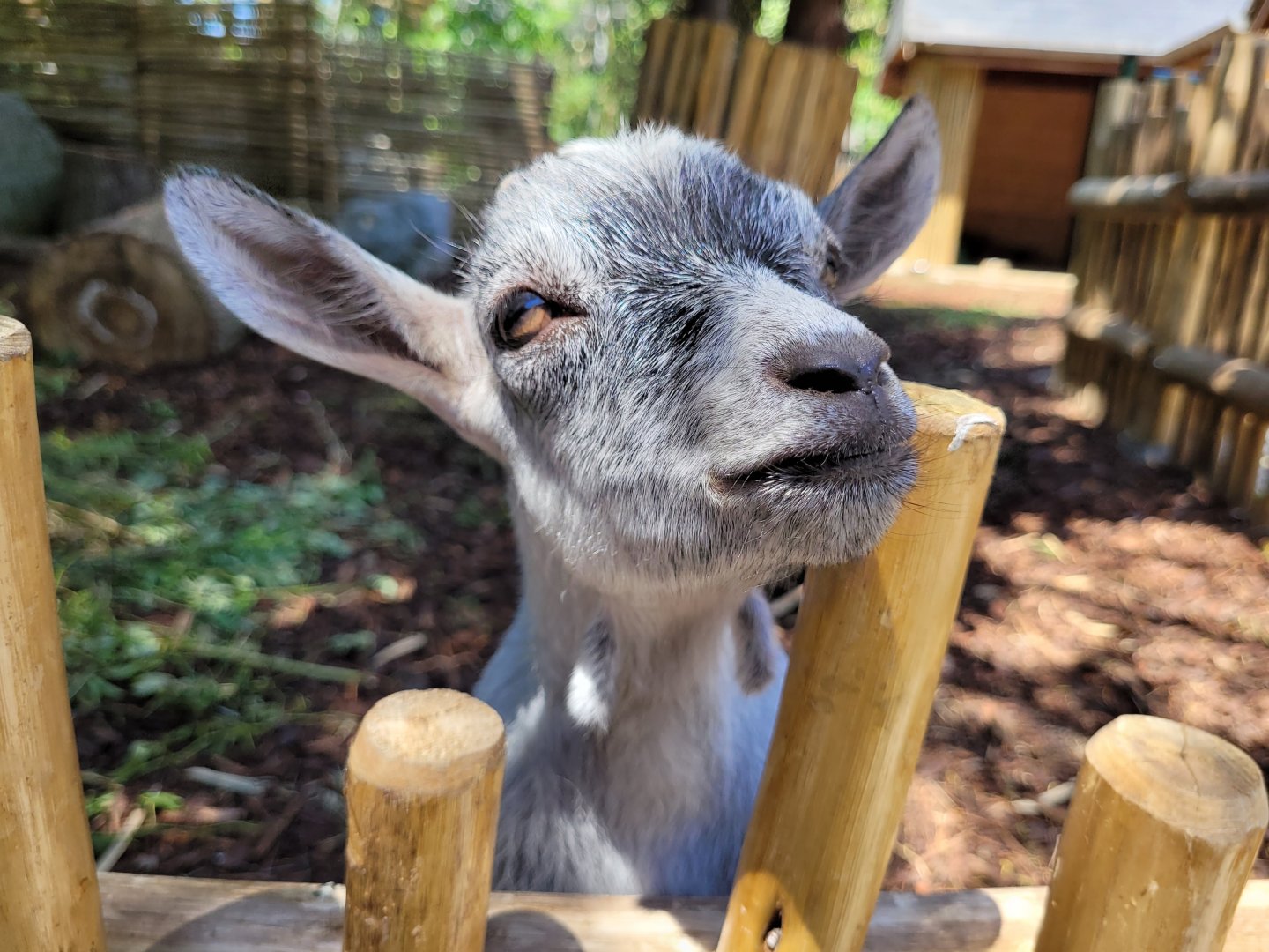 West African pygmy goat -Zoo d'Asson (2022)