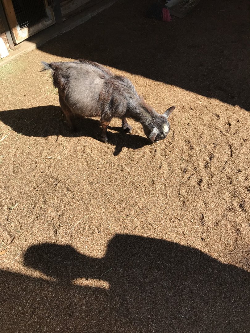 West African pygmy goat