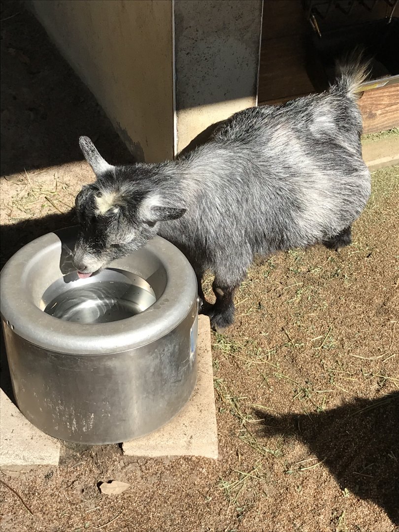West African pygmy goat