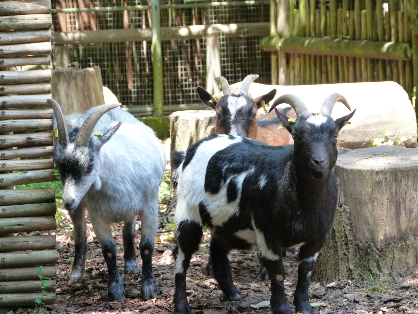 West African pygmy goats -Zoo d'Asson (2025)