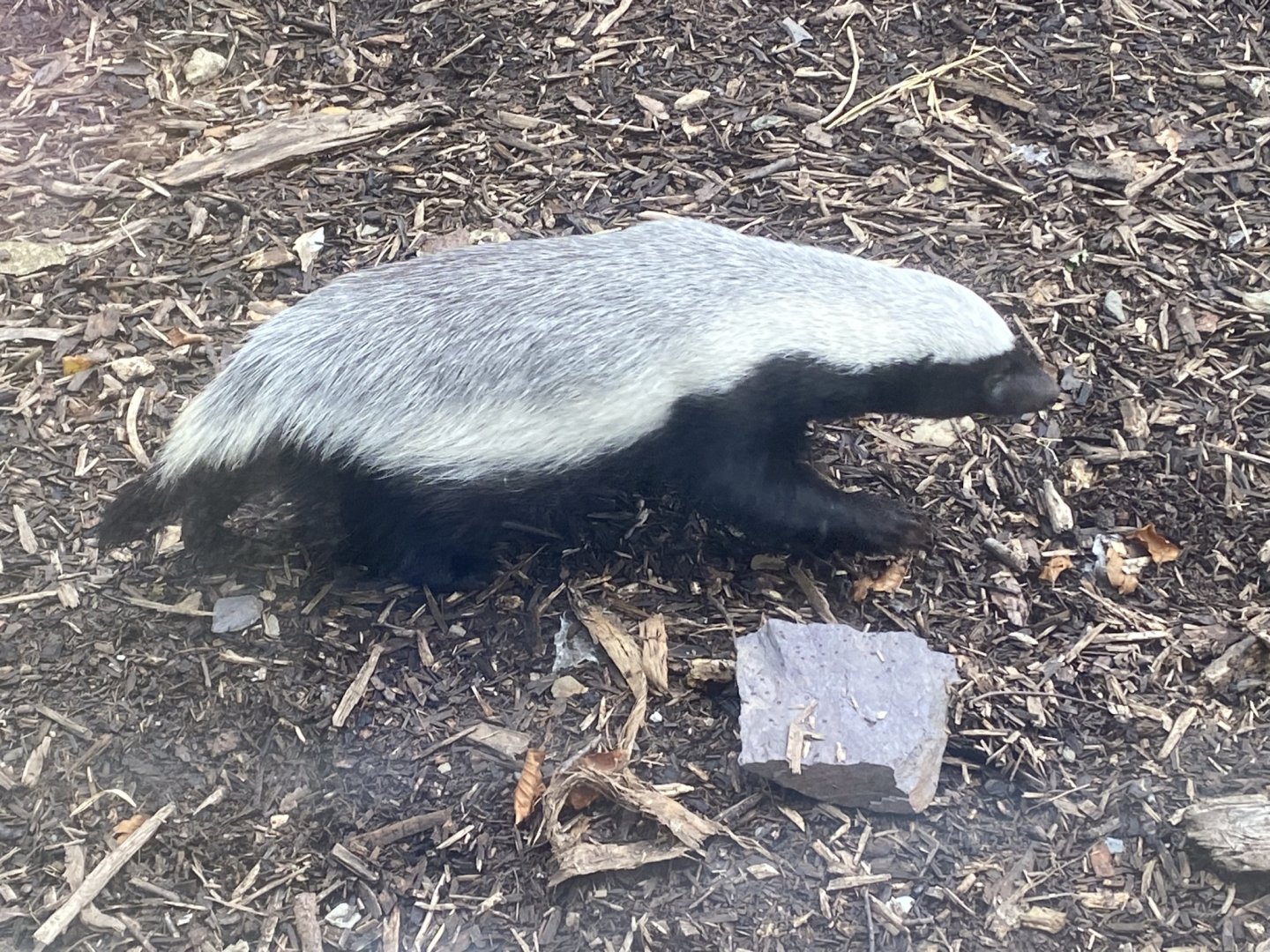 West African ratel 141023