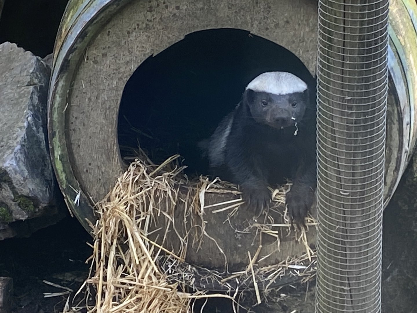 West African ratel 141023