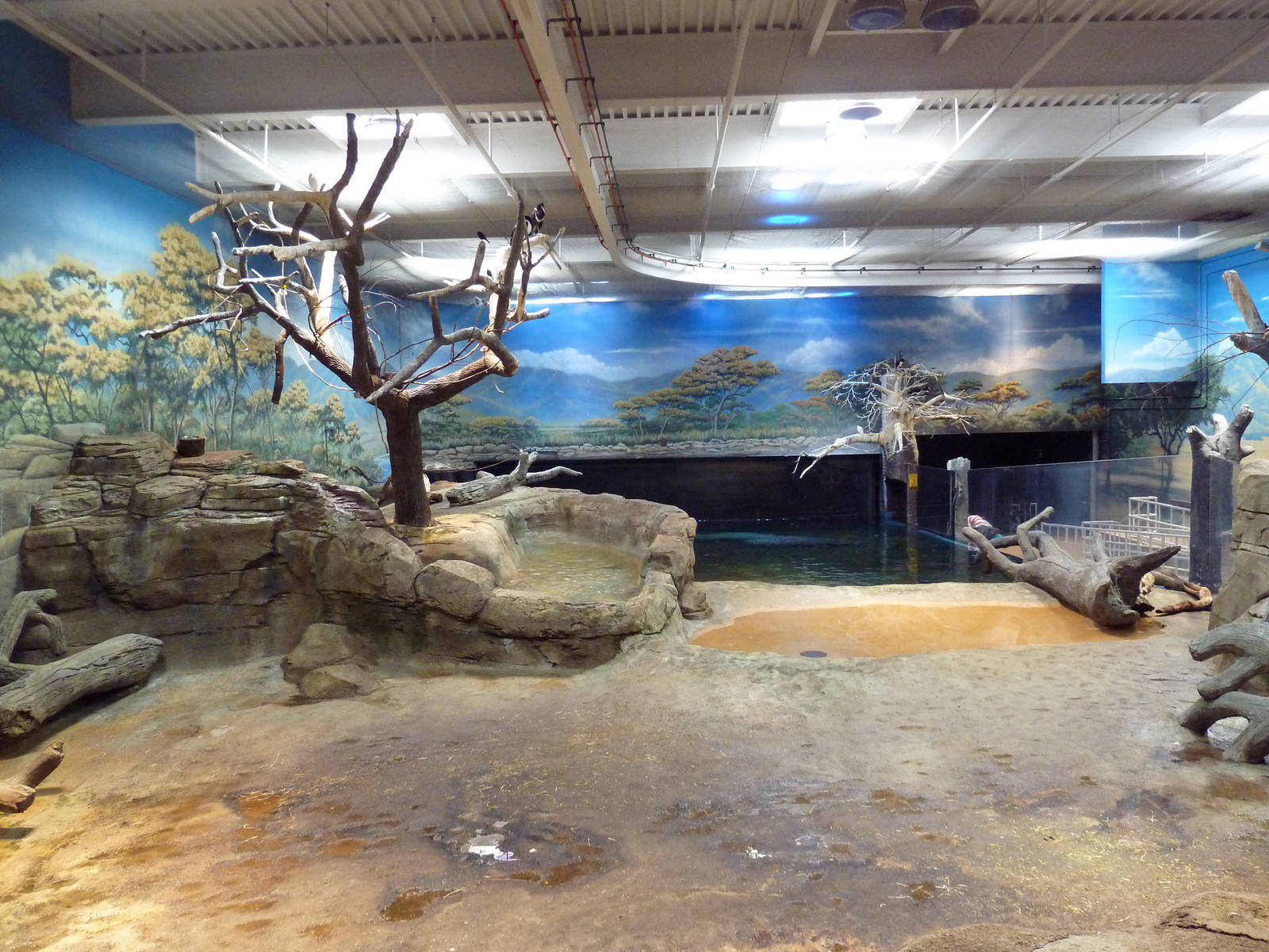 West African River Experience (Nile Hippos)