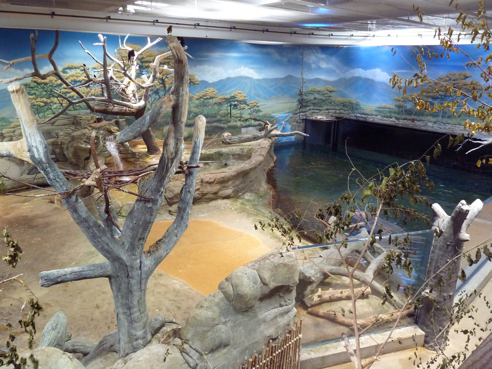 West African River Experience (Nile Hippos)