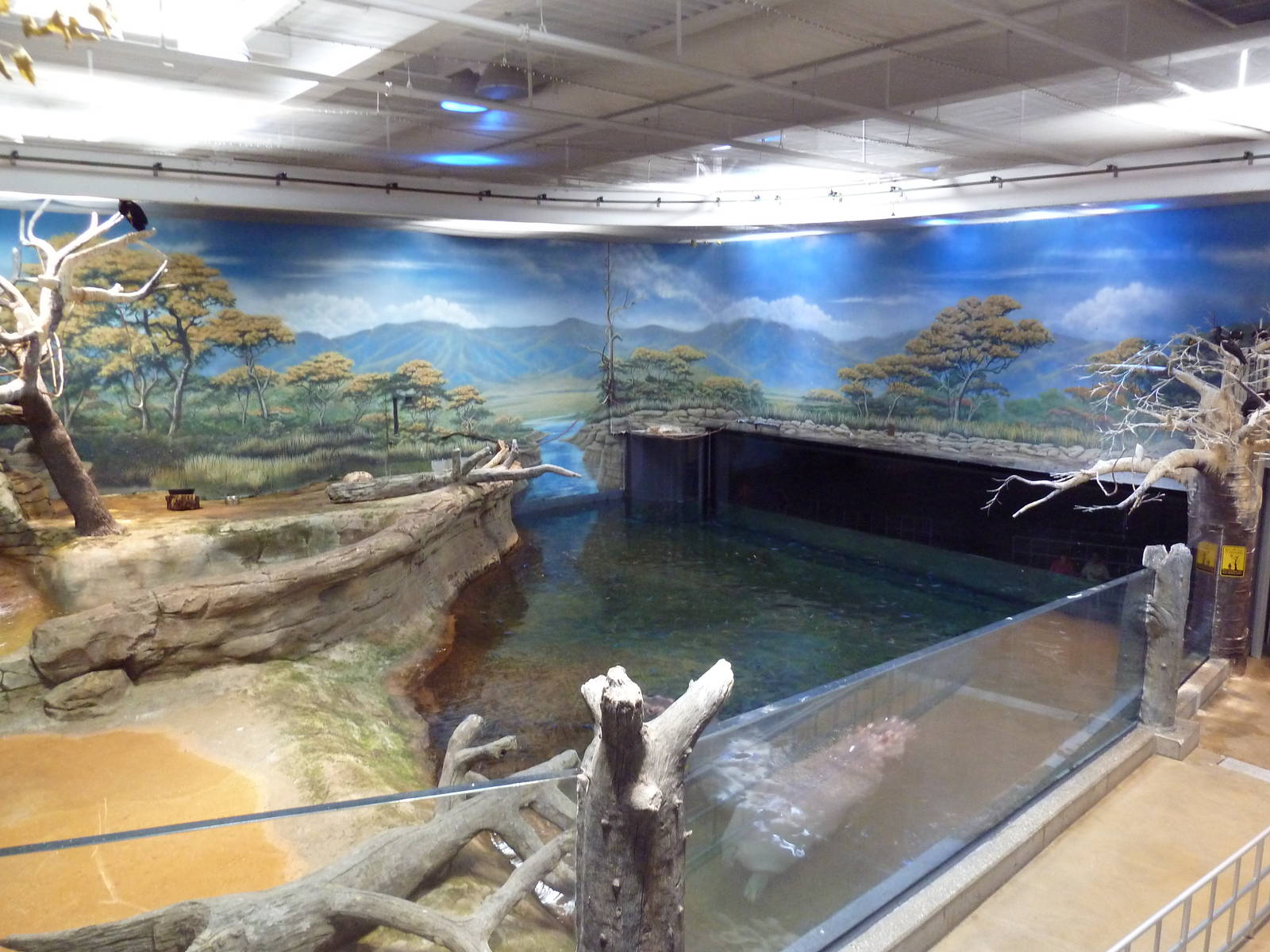 West African River Experience (Nile Hippos)