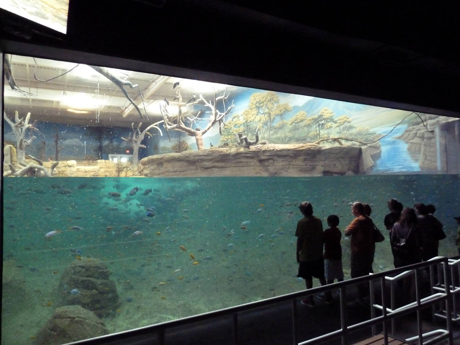 West African River Experience (Nile Hippos)