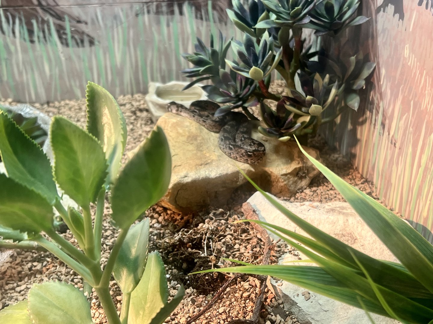 West African Saw-tailed Viper