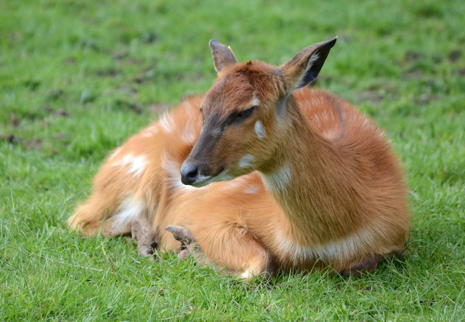 West African Sitatunga female