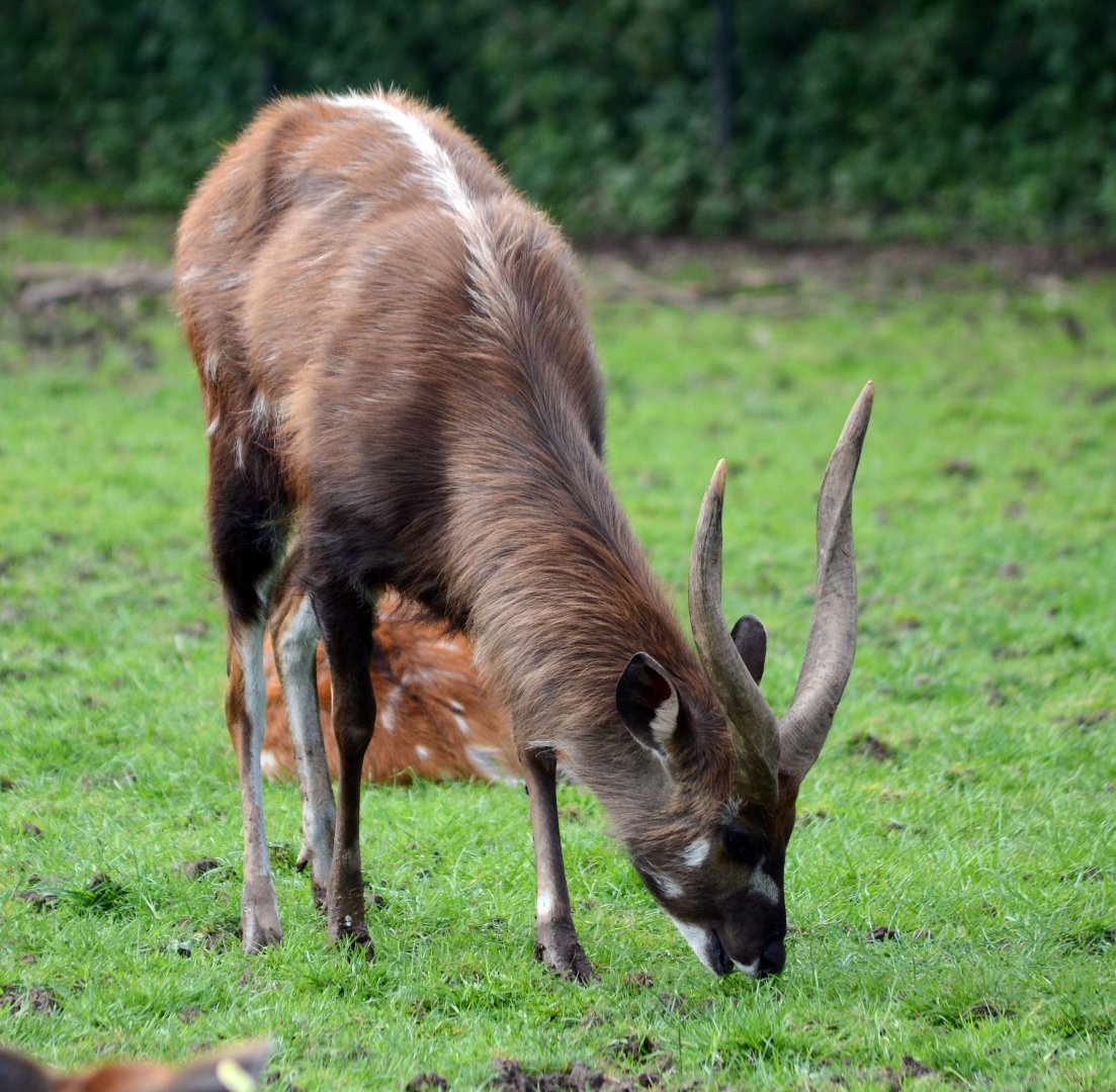 West African Sitatunga male