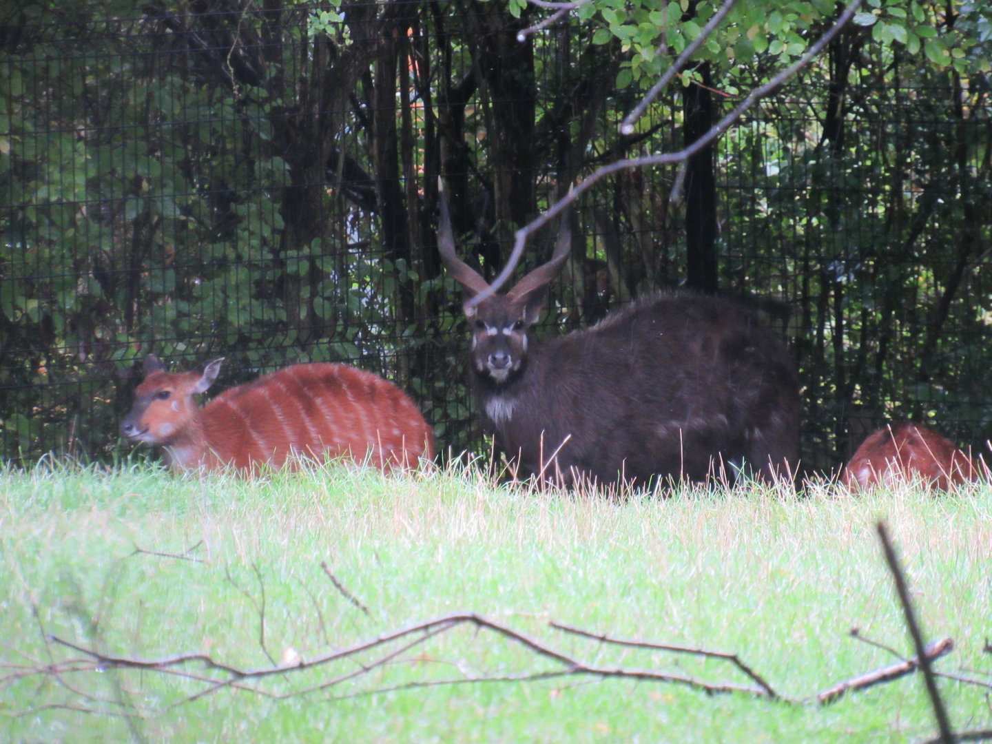 West African Sitatunga
