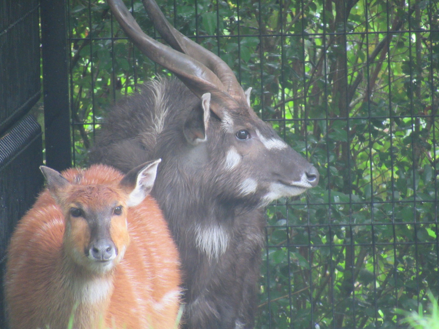 West African Sitatunga