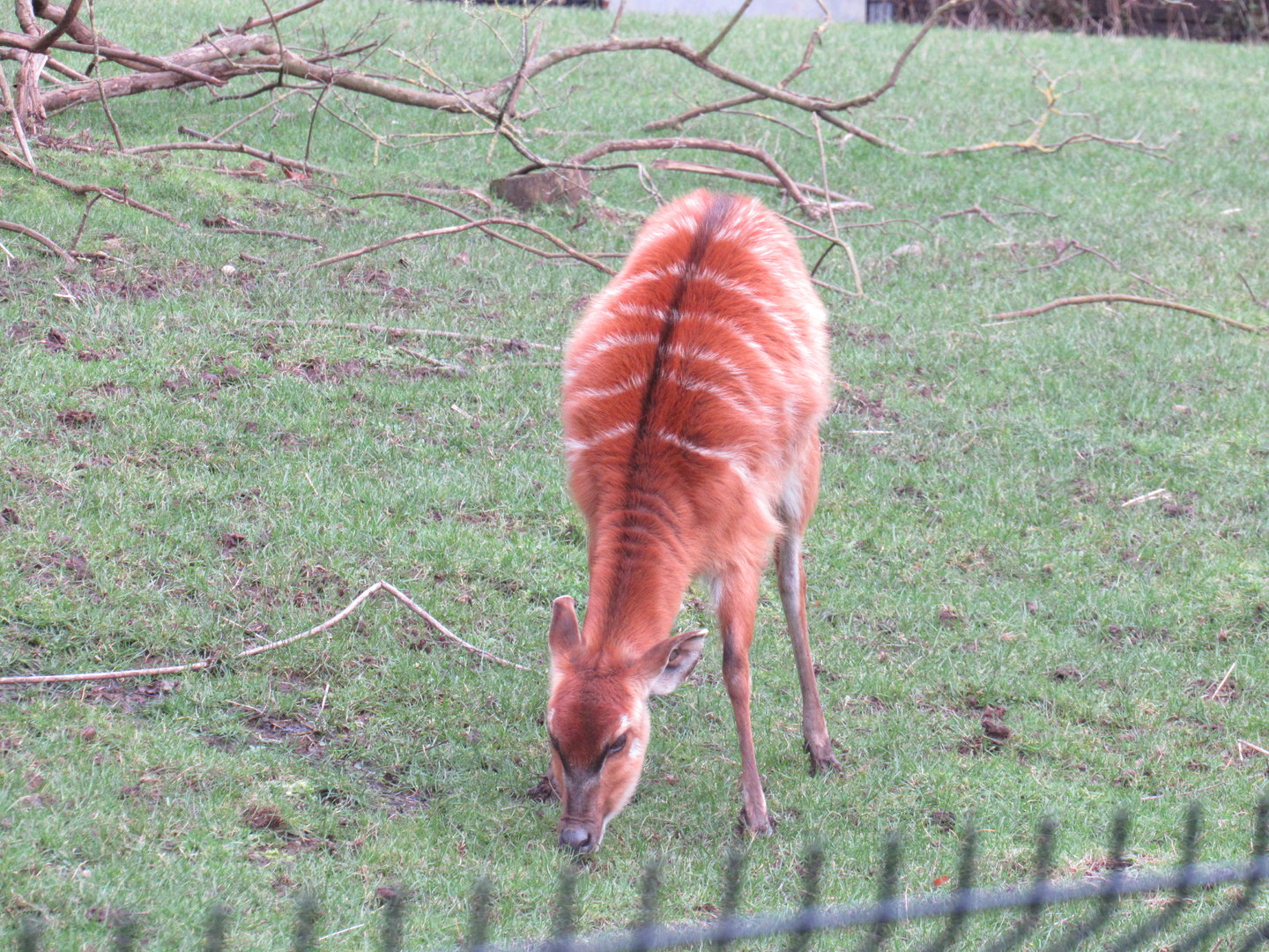West African Sitatunga