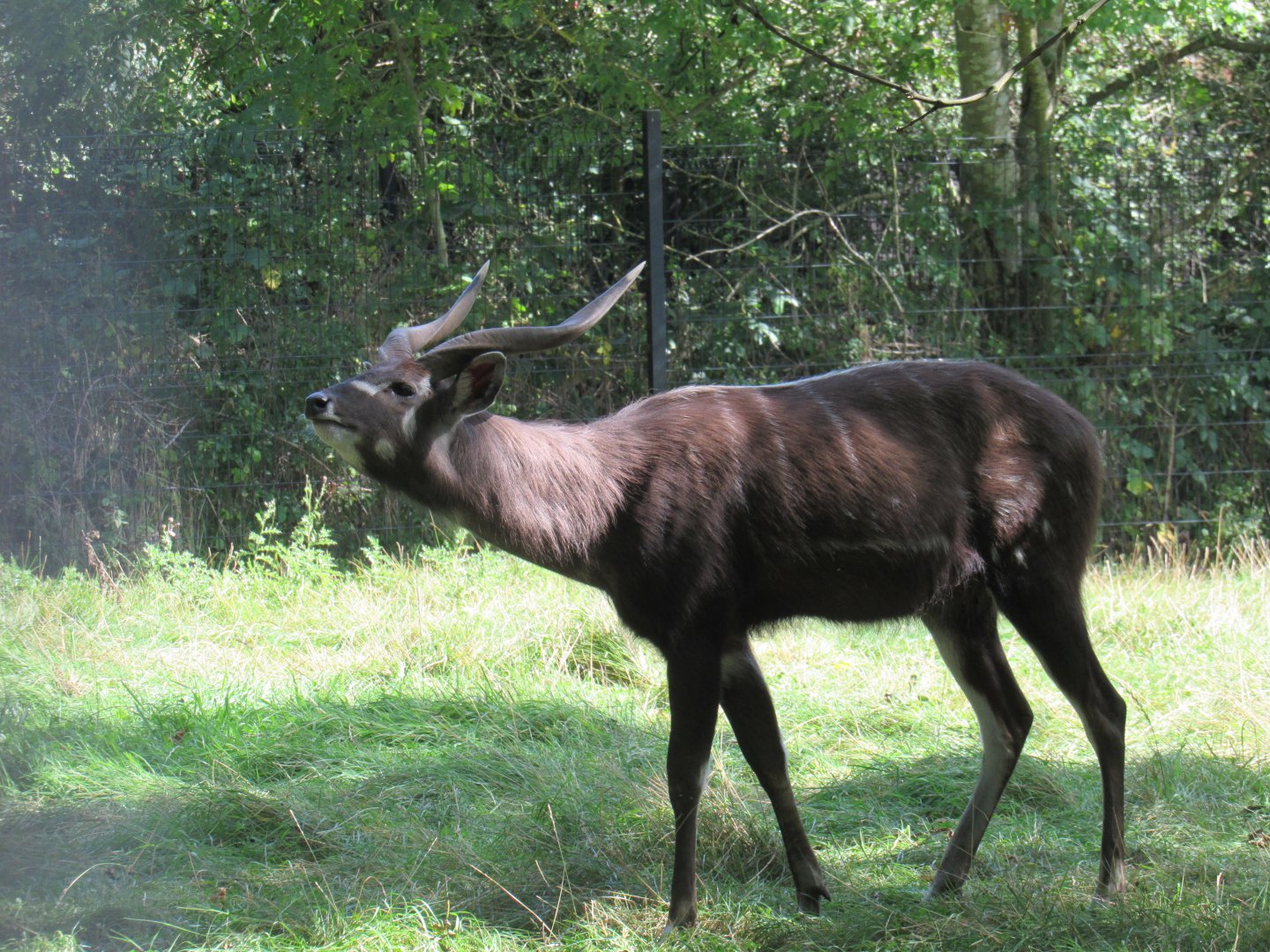 West African sitatunga
